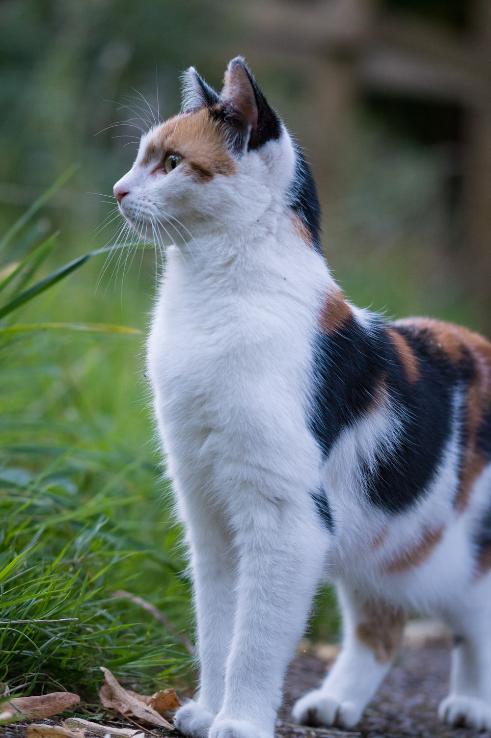 Calico Cat Picture. Download Free Image