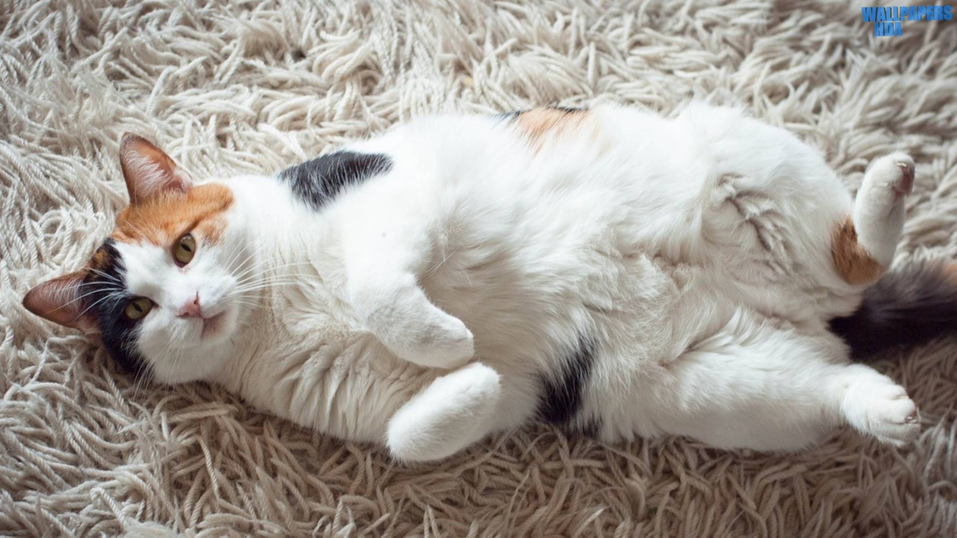 Calico cat HD 1920×1080