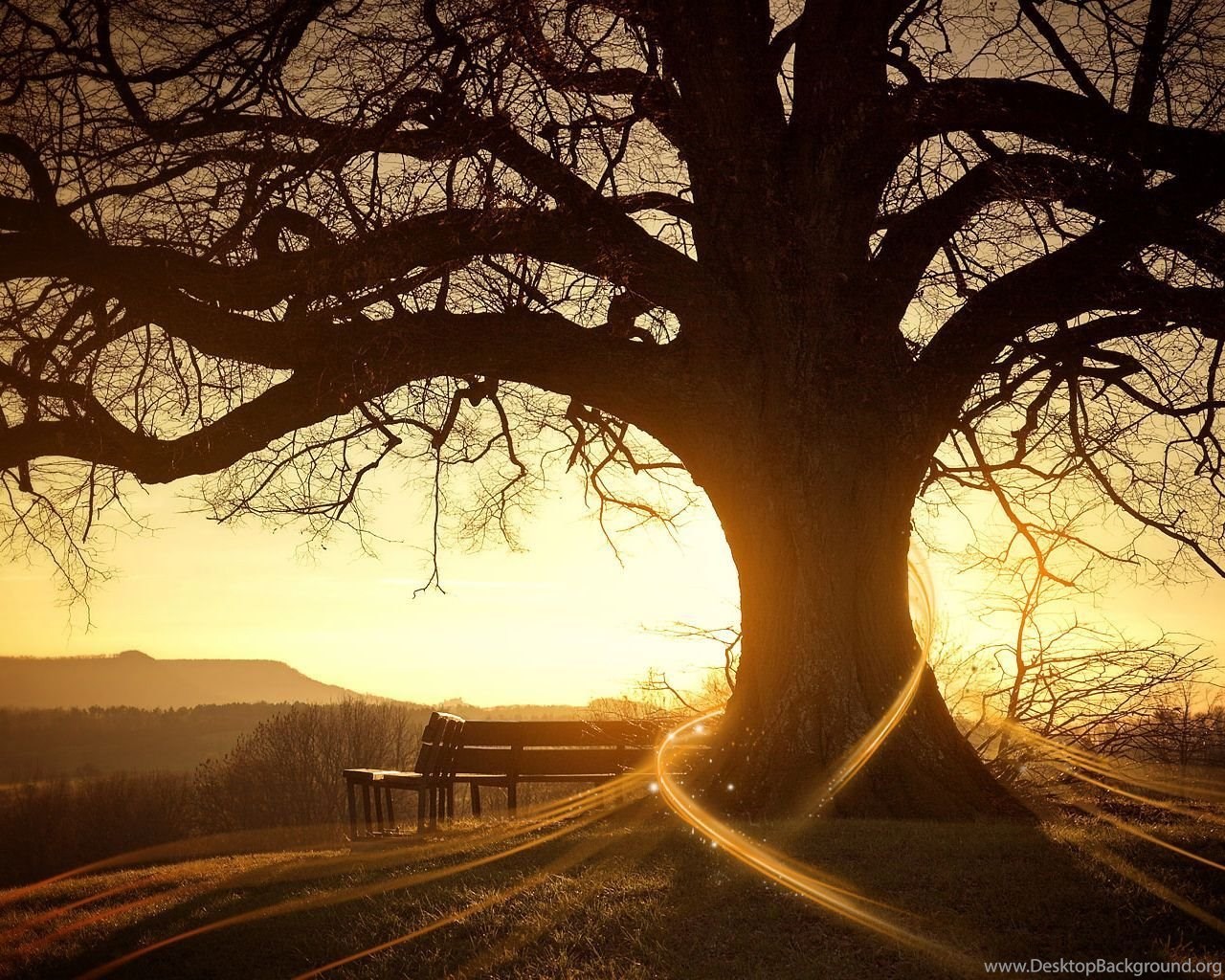 Download Awesome Alone Tree Wish Desktop Wallpaper Desktop Background