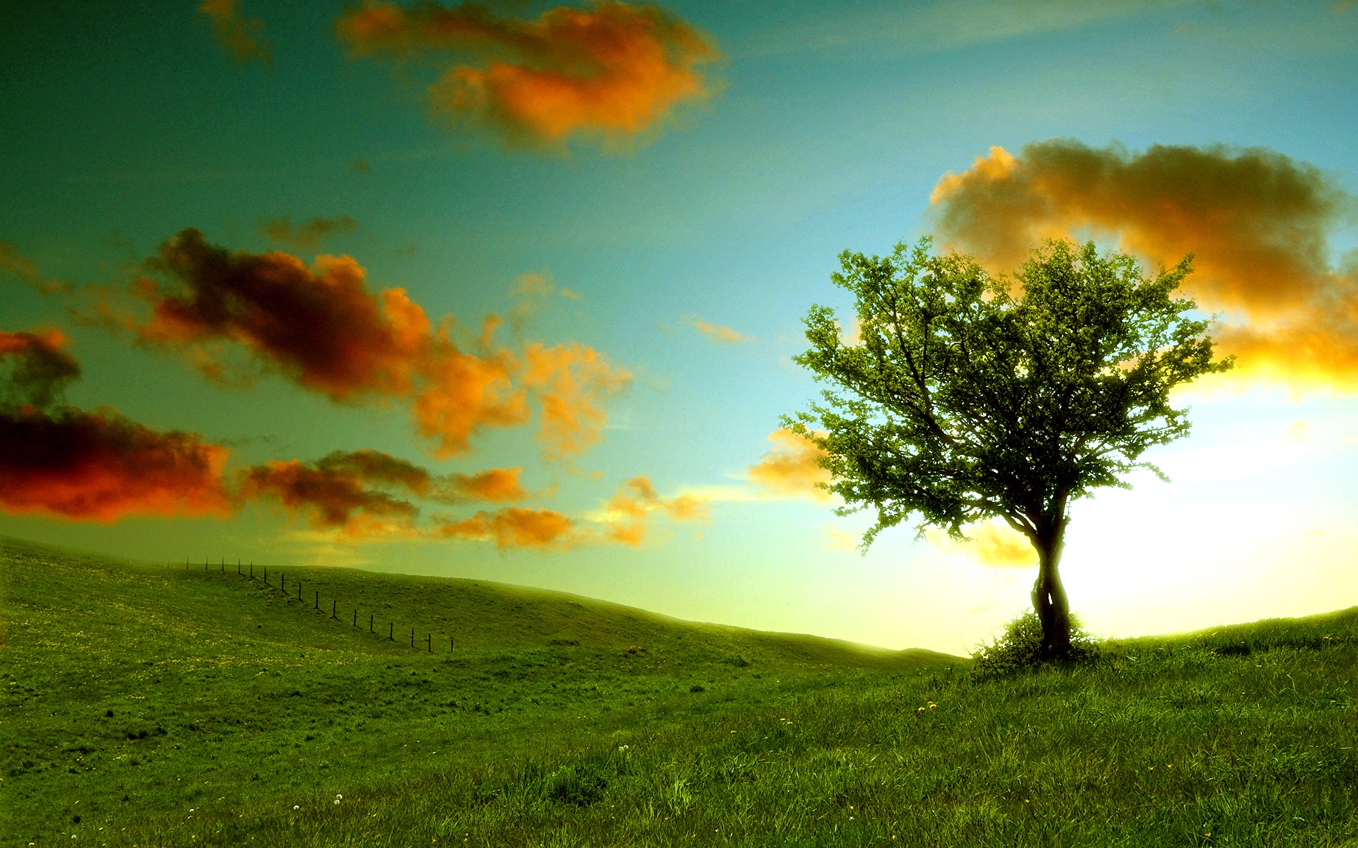 Wallpaper, tree, lonely, meadow, clouds, colors, shadows 1920x1200