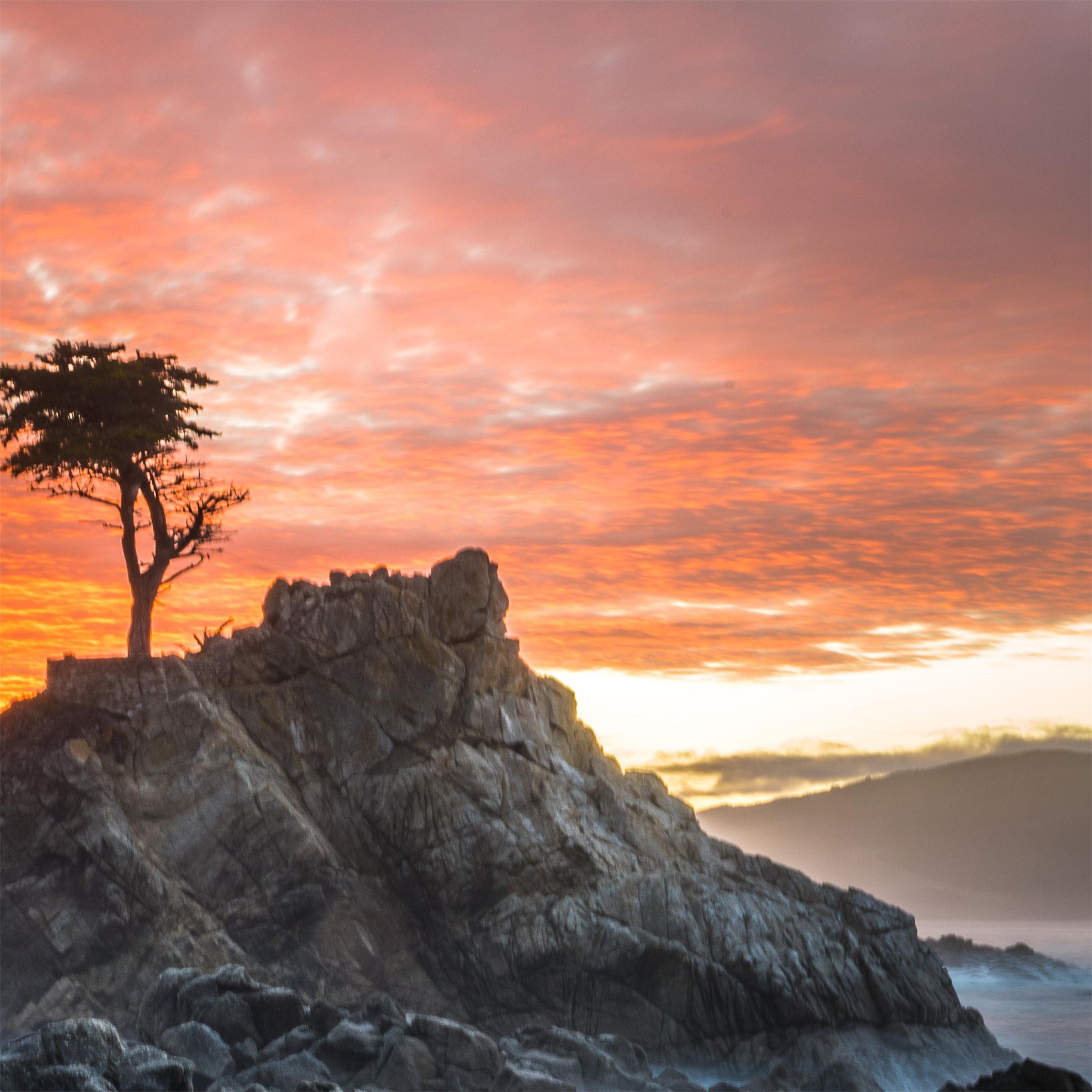 alone tree breeze 5k iPad Pro Wallpaper Free Download