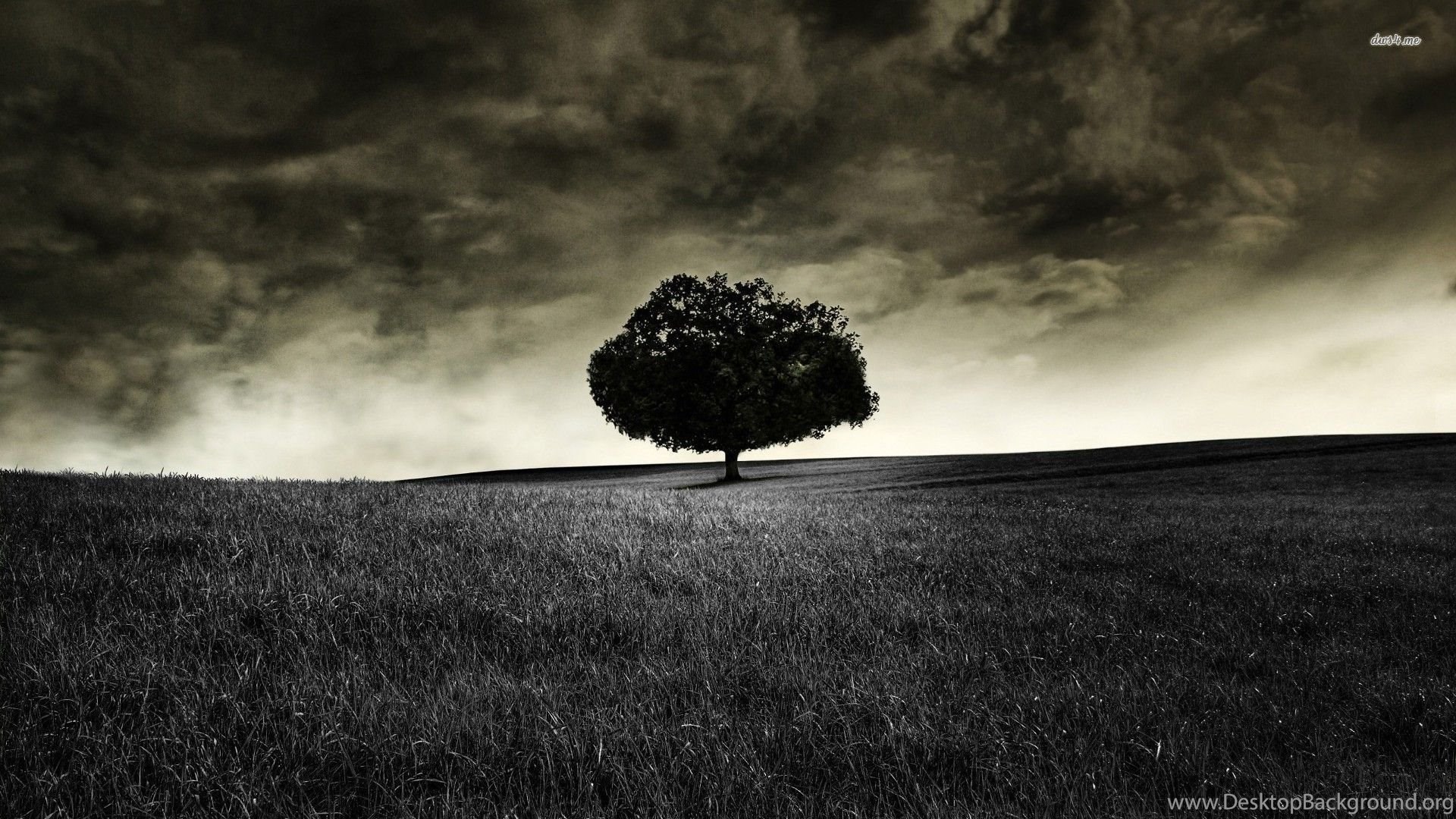 Dark Lonely Tree Wallpaper Photography Wallpaper Desktop Background