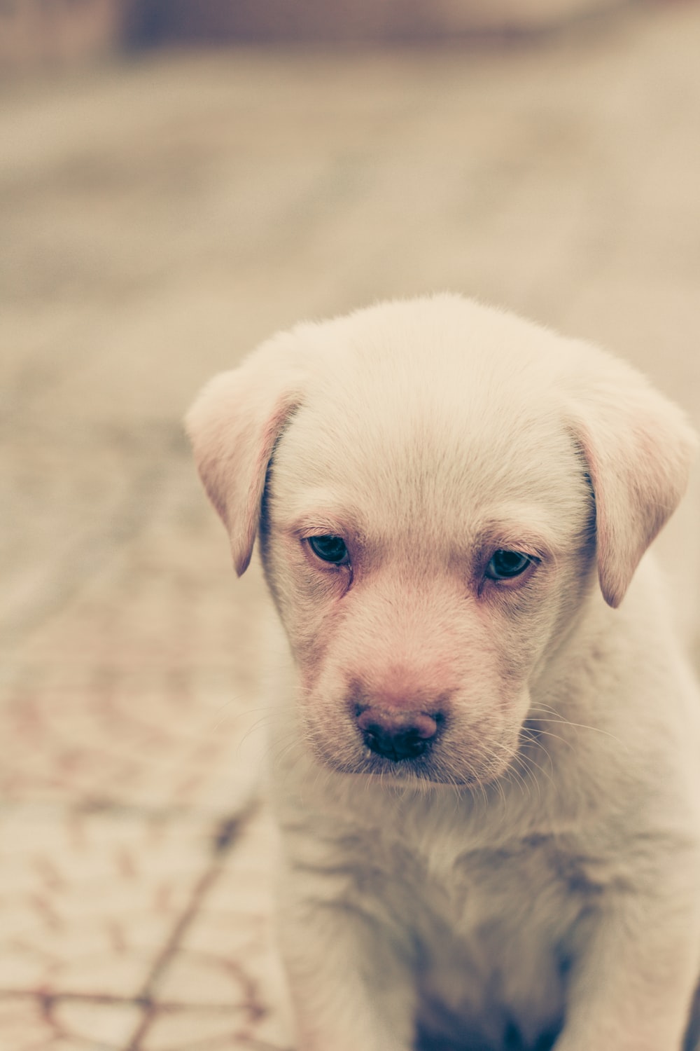 Sad Puppy Picture. Download Free Image