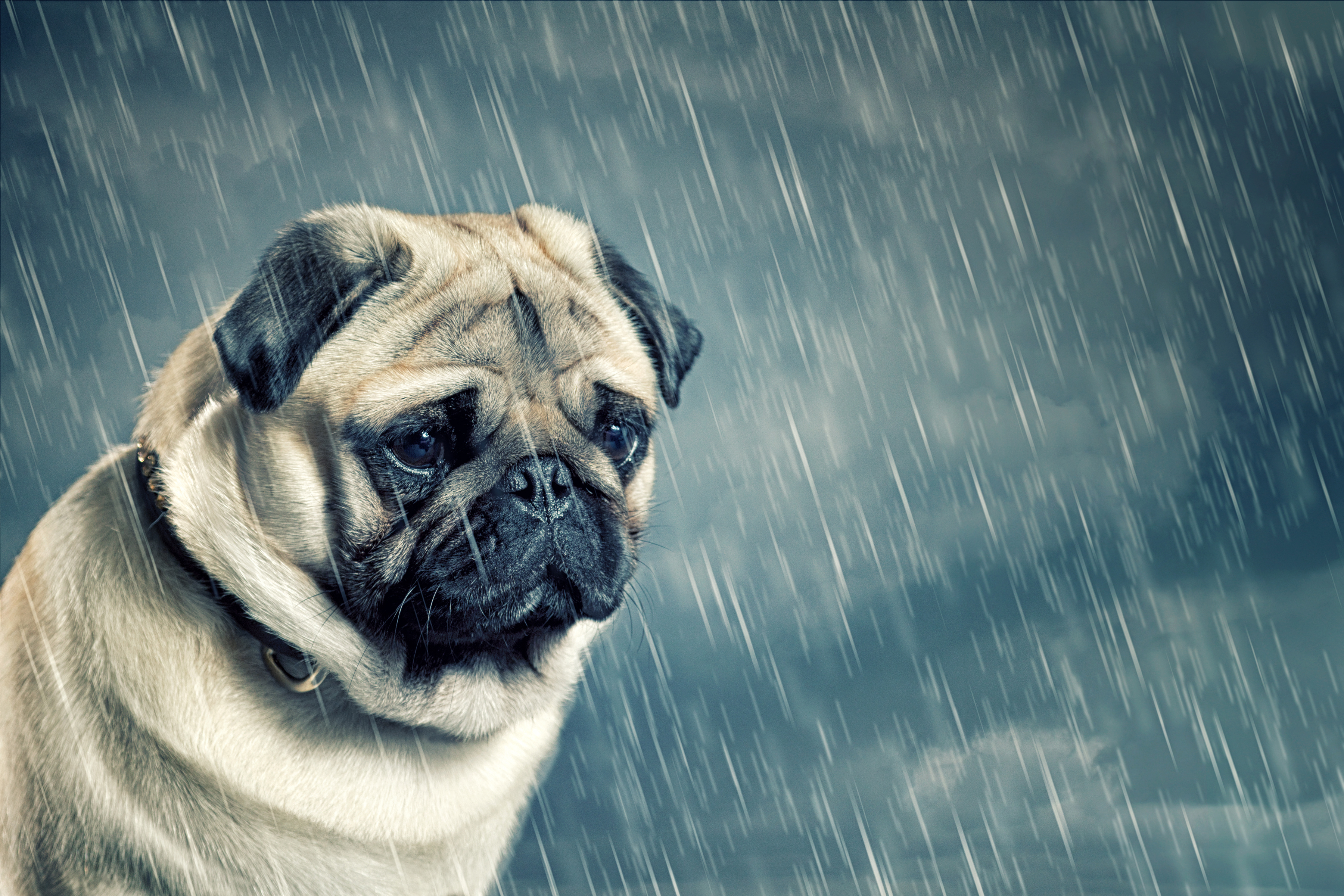 Sad Pug in the Rain HD Wallpapers.