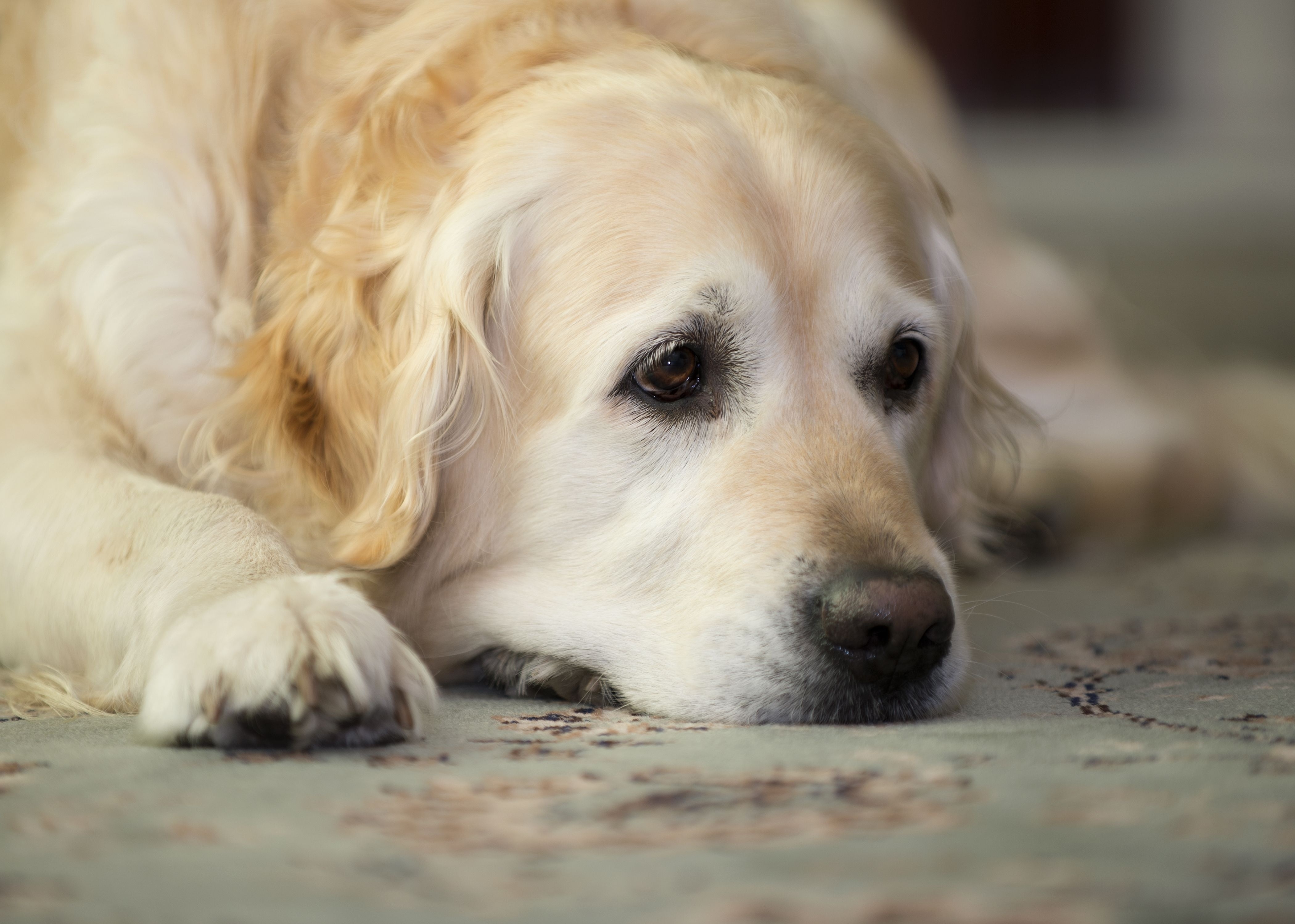 Wallpaper, golden retriever, dog, muzzle, lay, sad, cute 4200x3000