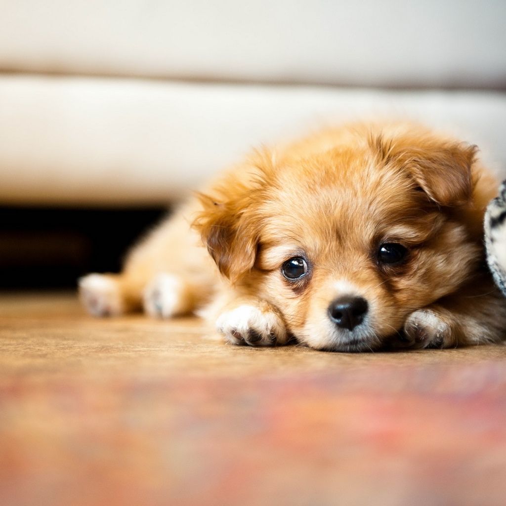 Cute little puppy on the floor. Cute puppy wallpaper, Cute puppy picture, Puppy picture