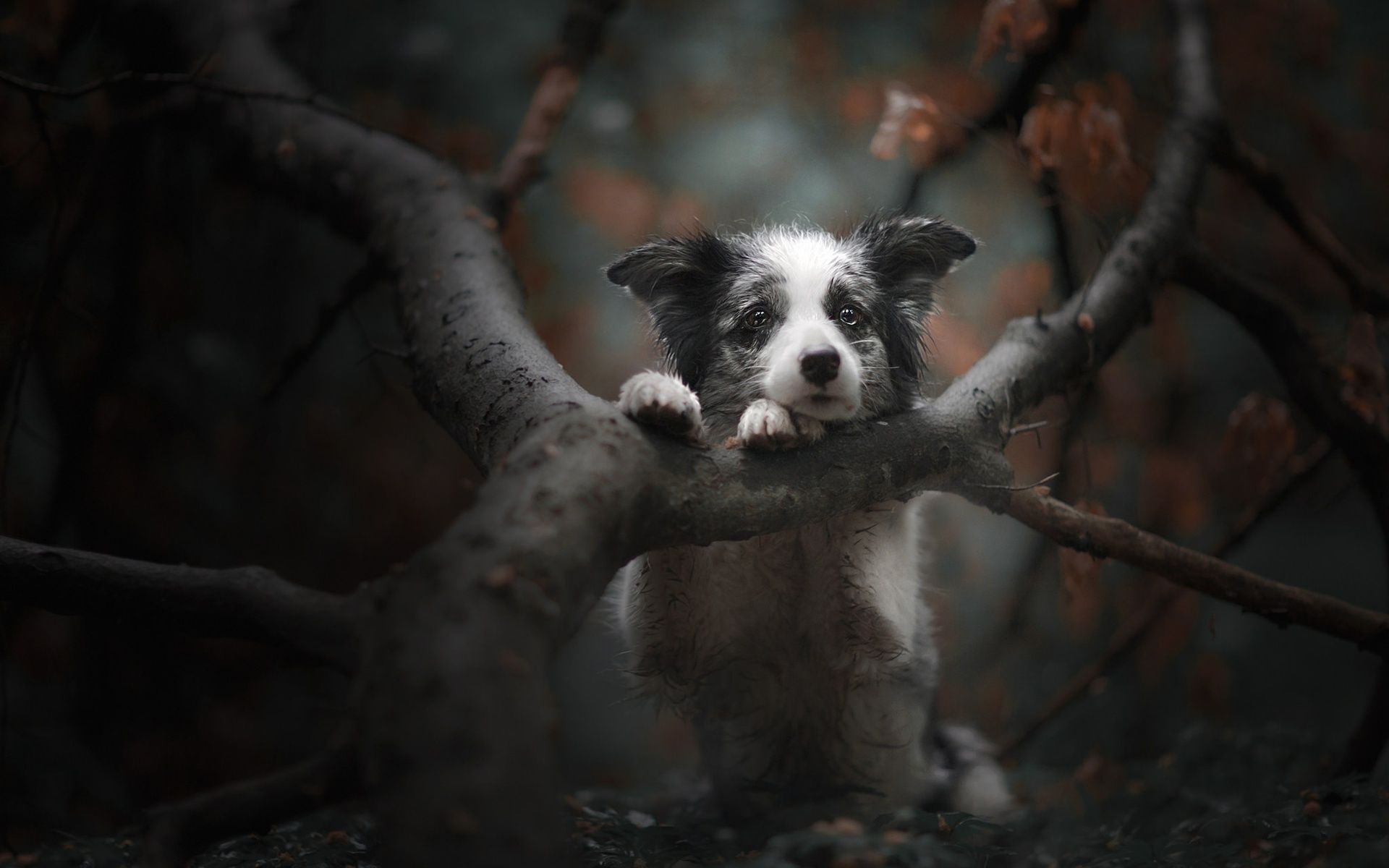 Sad Animal Wallpaper