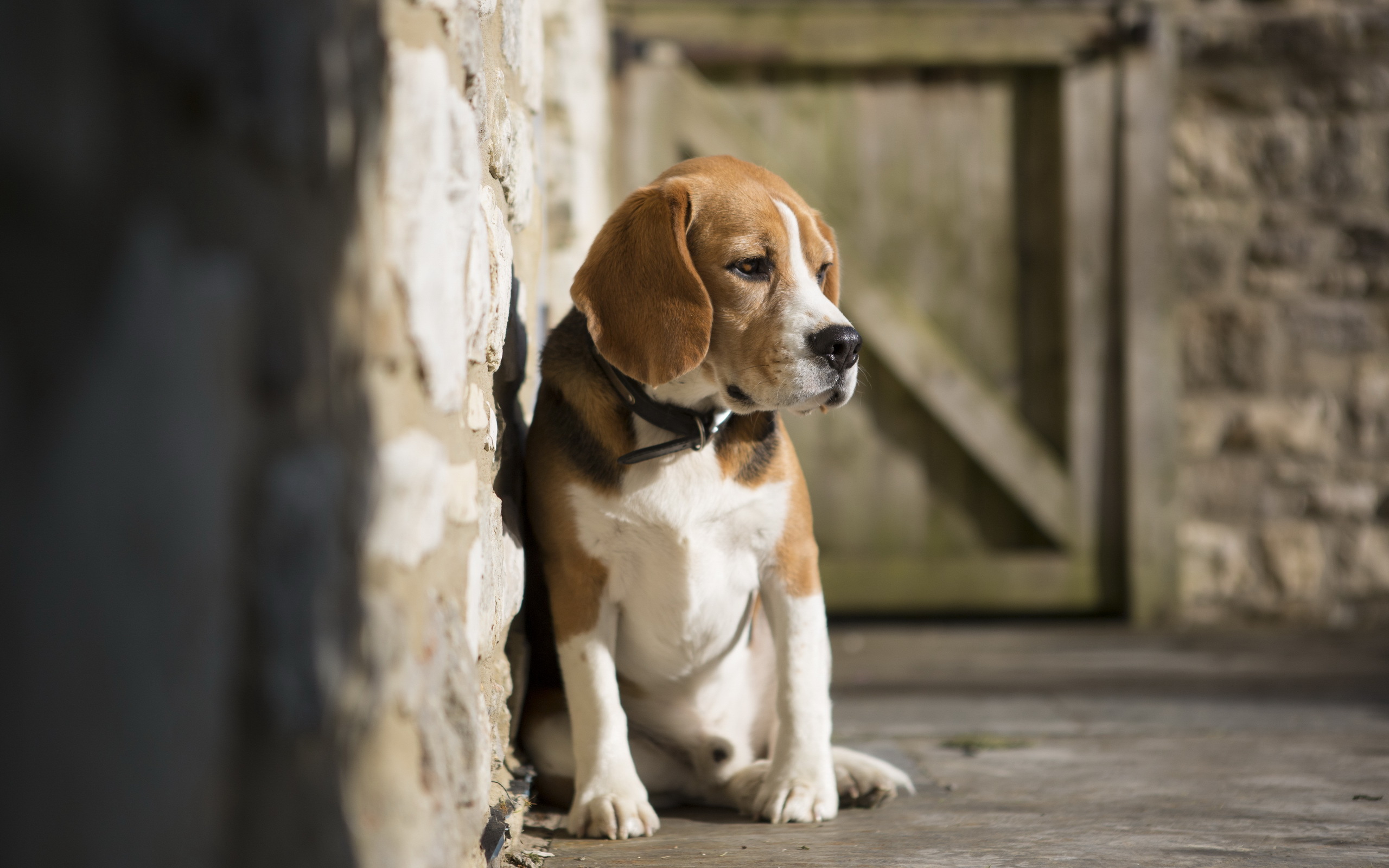 Free download Sad beagle dog sitting on the cold floor wallpaper and image [2560x1600] for your Desktop, Mobile & Tablet. Explore Beagle Wallpaper Border. Beagle Puppy Wallpaper, HD Beagle
