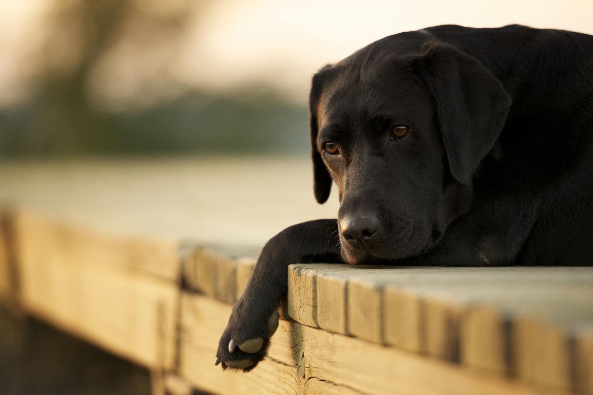 Wallpaper, dogs, Labrador, down, sad 1920x1280