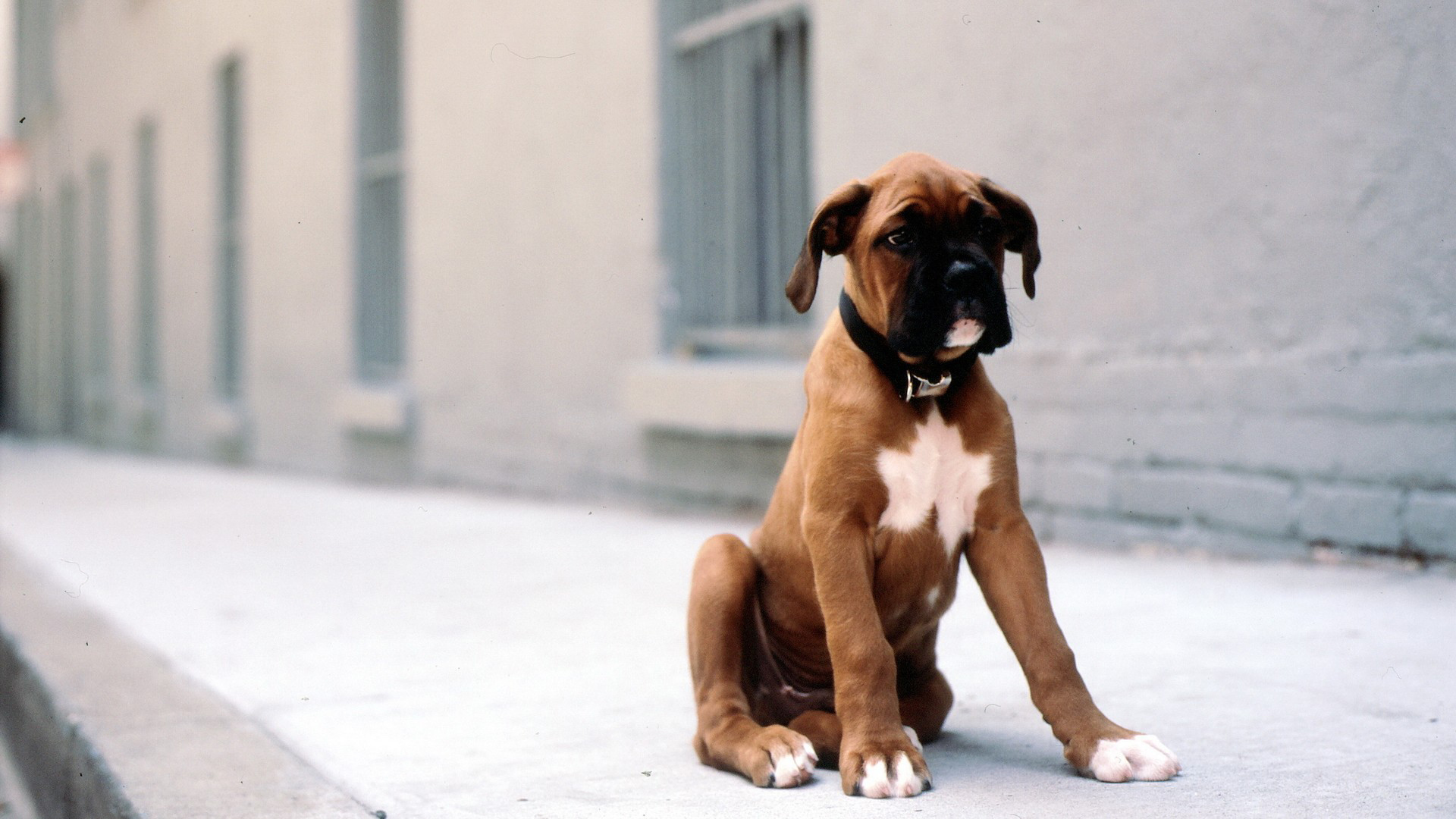 Sad puppy boxer sitting on the sidewalk wallpaper and image, picture, photo