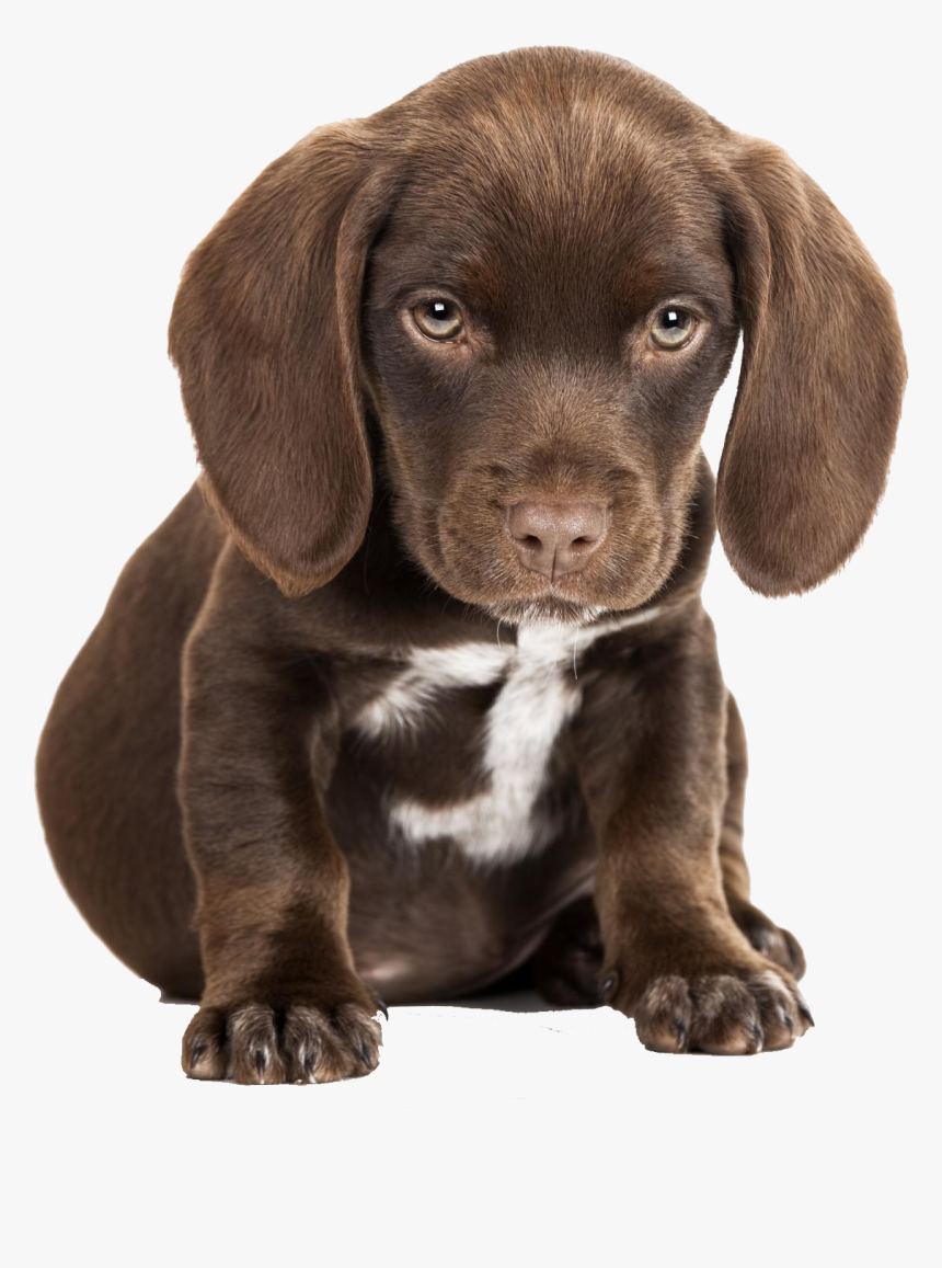 Cute Puppies Free Picture Sad Puppy Png, Transparent Png, Transparent Png Image