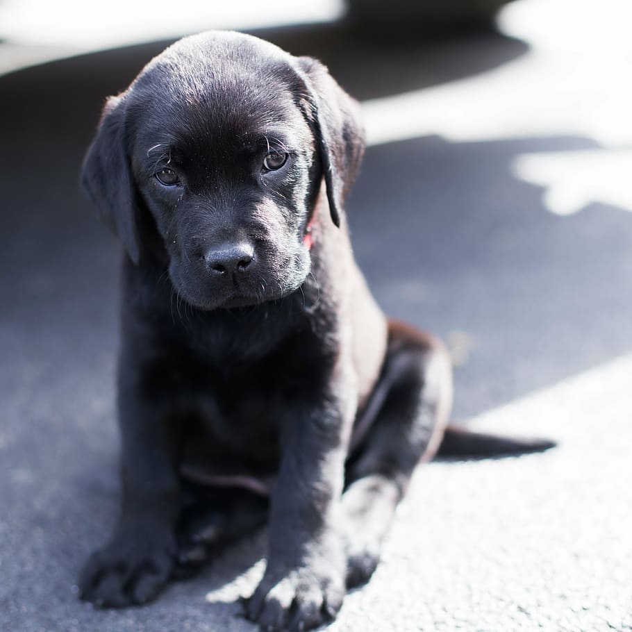 Black Labrador Retriever Puppy, Sad Puppy, Dog, One Black Labrador Puppy HD Wallpaper