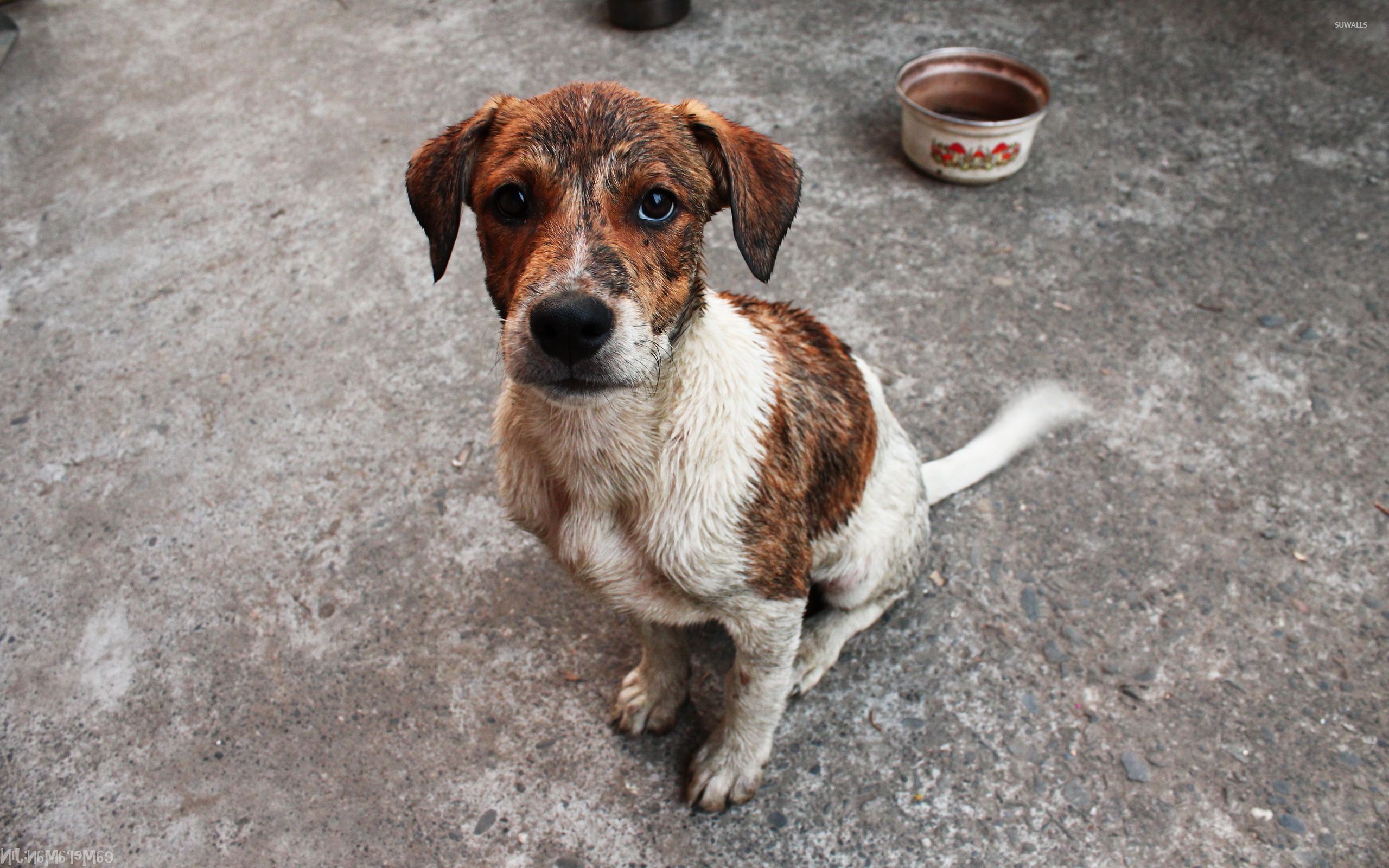 Dirty sad puppy wallpaper wallpaper