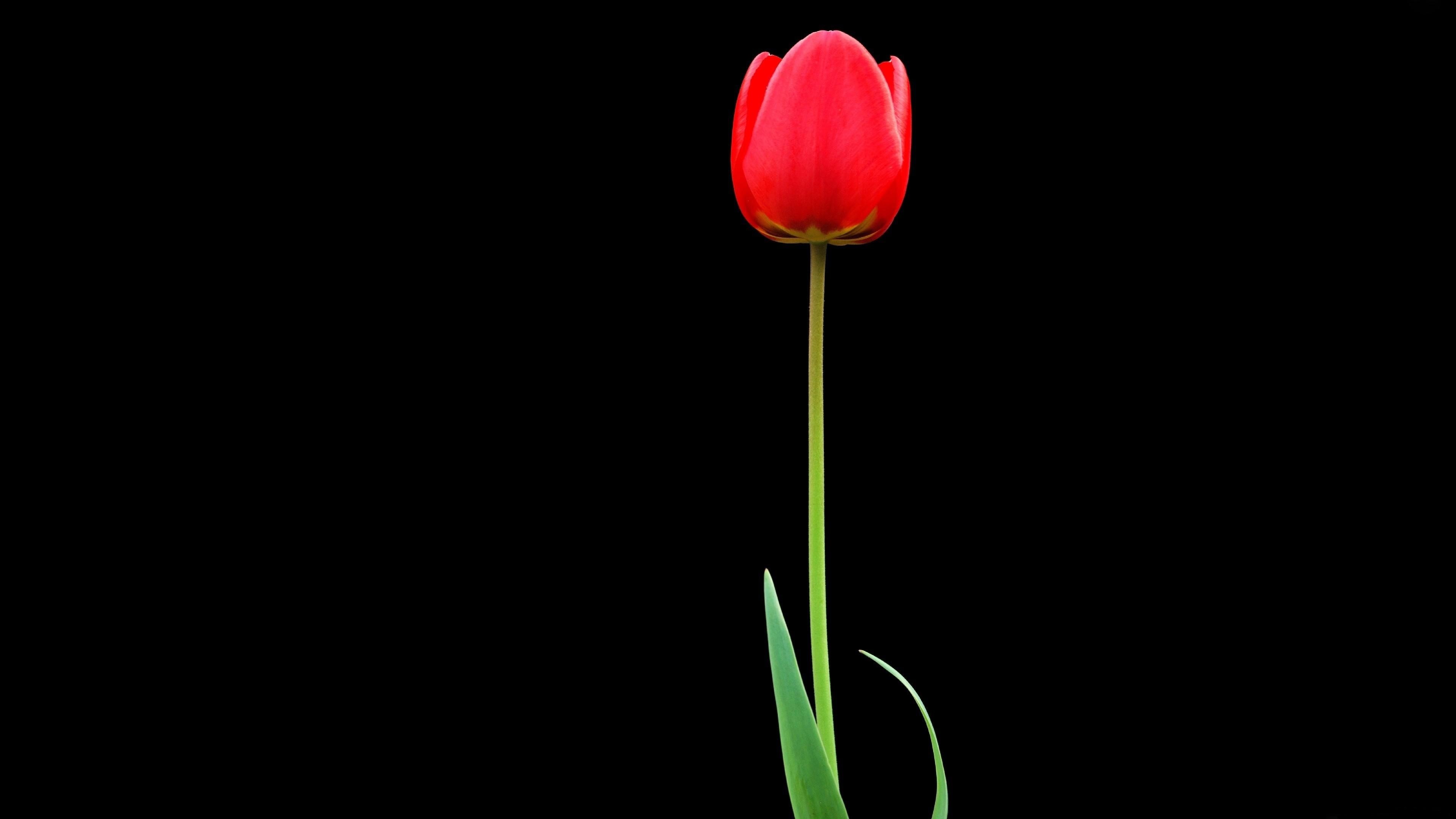 3840x2160 Tulip, Red, Flower, One, Black background wallpaper JPG