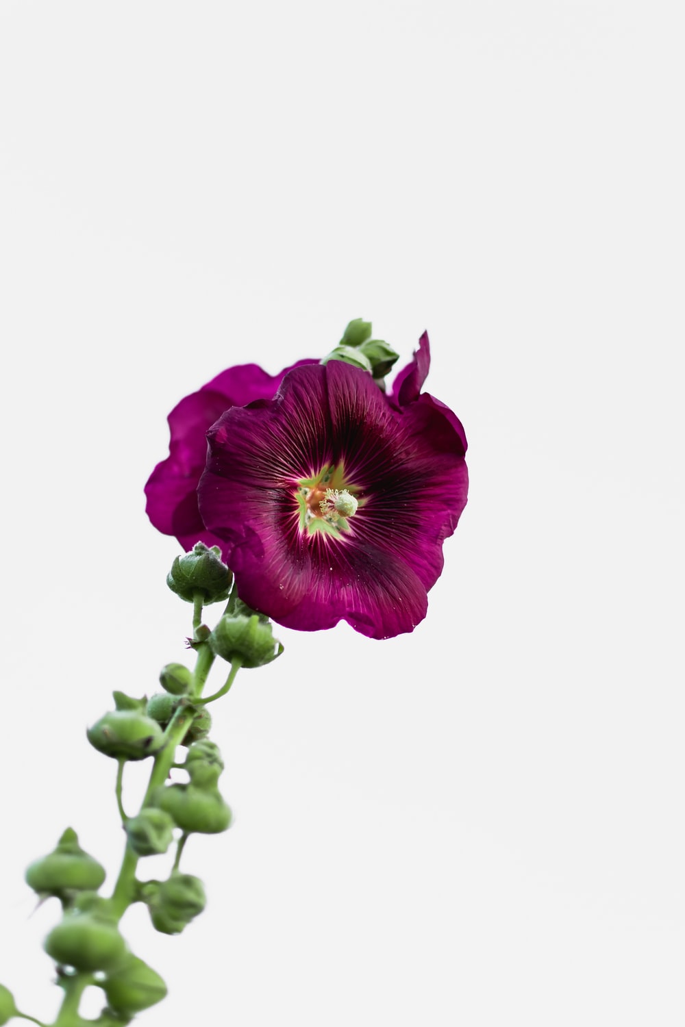 Single Flower Picture. Download Free Image