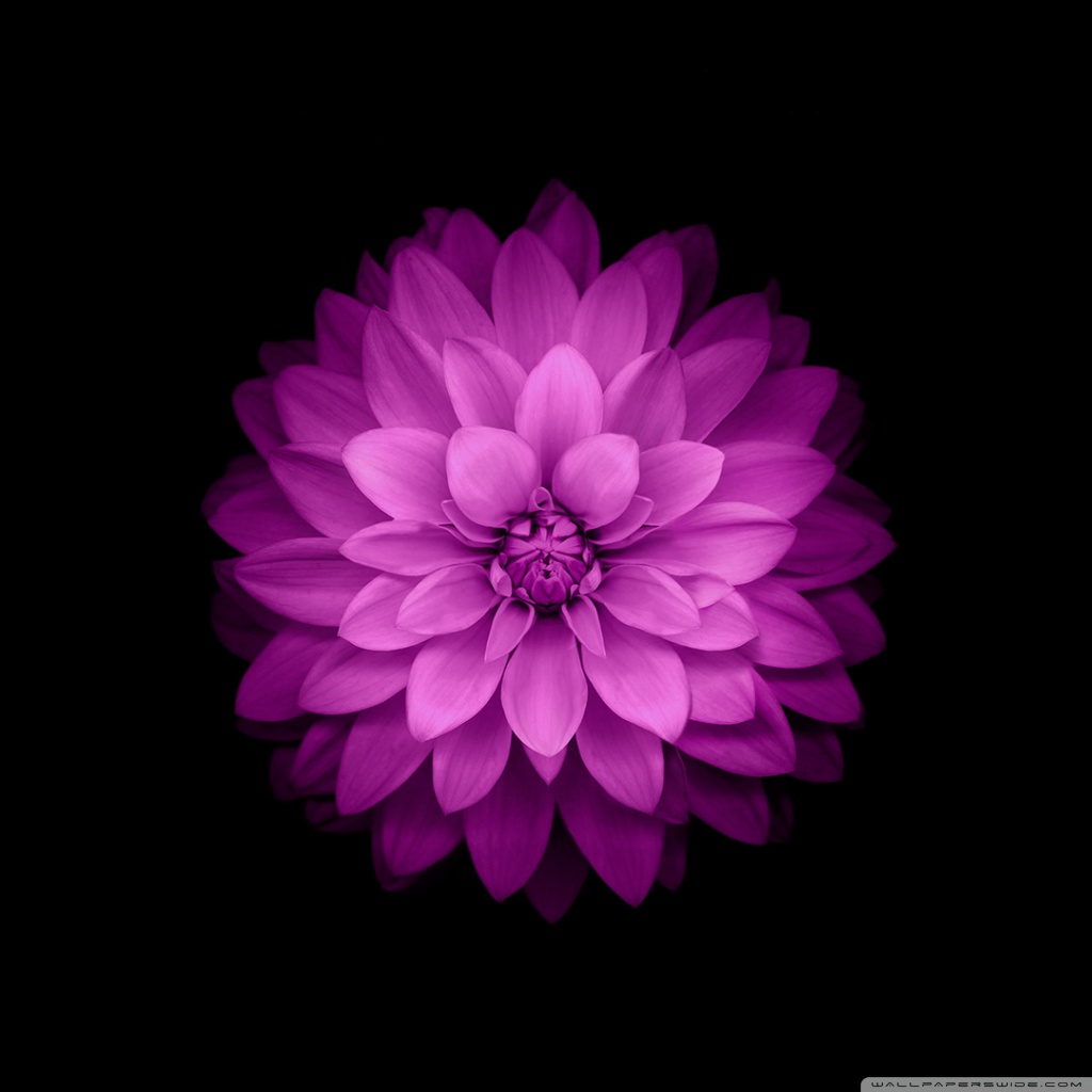 Apple Flower Ultra HD Desktop Background Wallpaper for 4K UHD TV, Widescreen & UltraWide Desktop & Laptop, Tablet