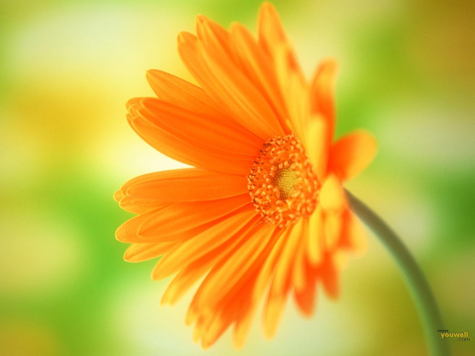 One Flower Background Images, HD Pictures and Wallpaper For Free Download |  Pngtree
