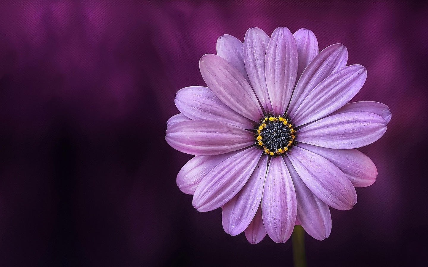 Purple Daisy Flower One Plus 5T, Honor 7x, Honor view Lg Q6 HD 4k Wallpaper, Image, Background, Photo and Picture