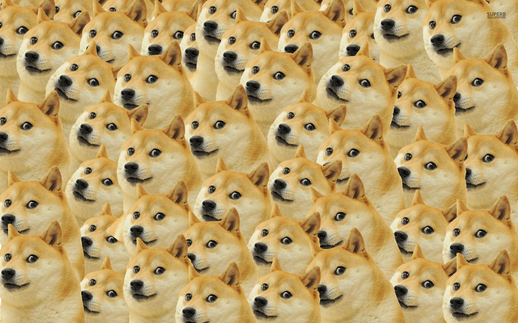 Doge pattern wallpaper. Doge meme, Doge, Doge dog