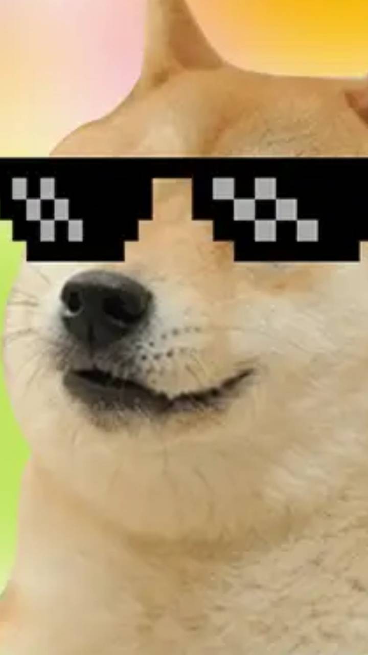 Dog Memes Wallpaper