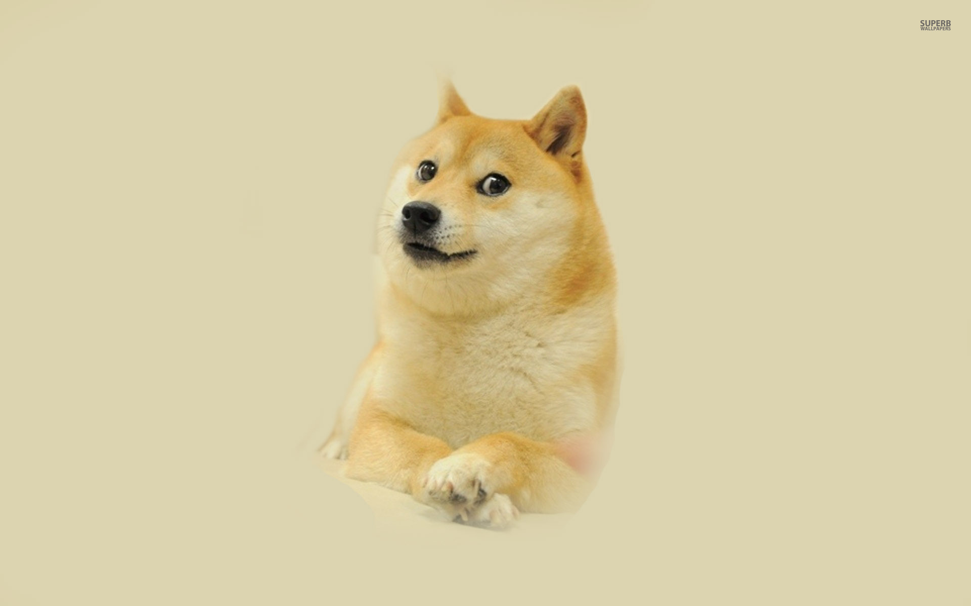 Doge Meme iPhone Wallpaper Doge Meme Ipho Doge HD Wallpaper