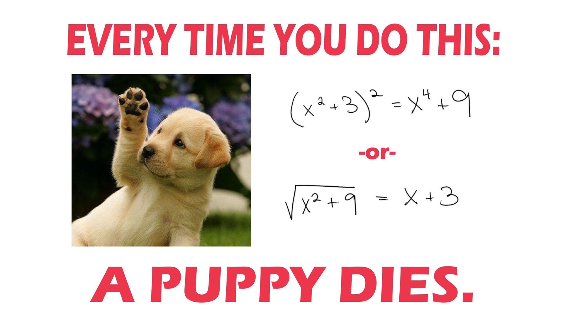 Funny Math Wallpaper Puppy Math Meme