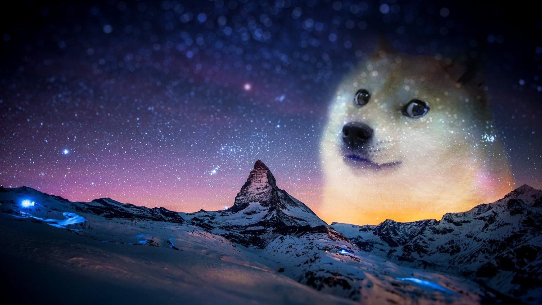 Short Coated White Dog, Snow, Night, Animals, Doge, Memes, Humor Wallpaper • Wallpaper For You HD Wallpaper For Desktop & Mobile