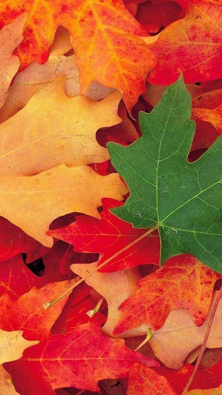 Summer Going Into Fall Wallpapers - Wallpaper Cave