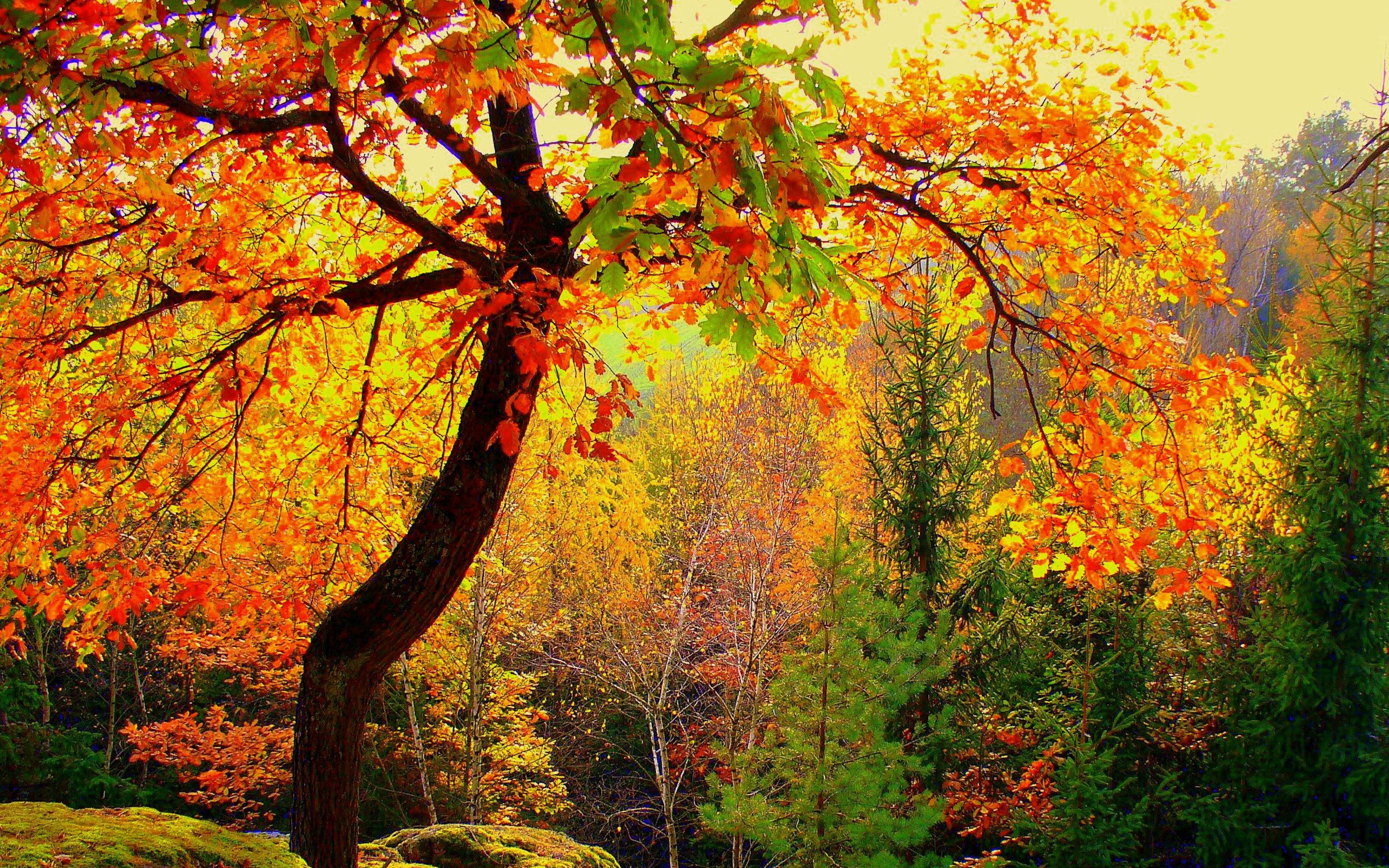 Free download Autumn Forest Trees