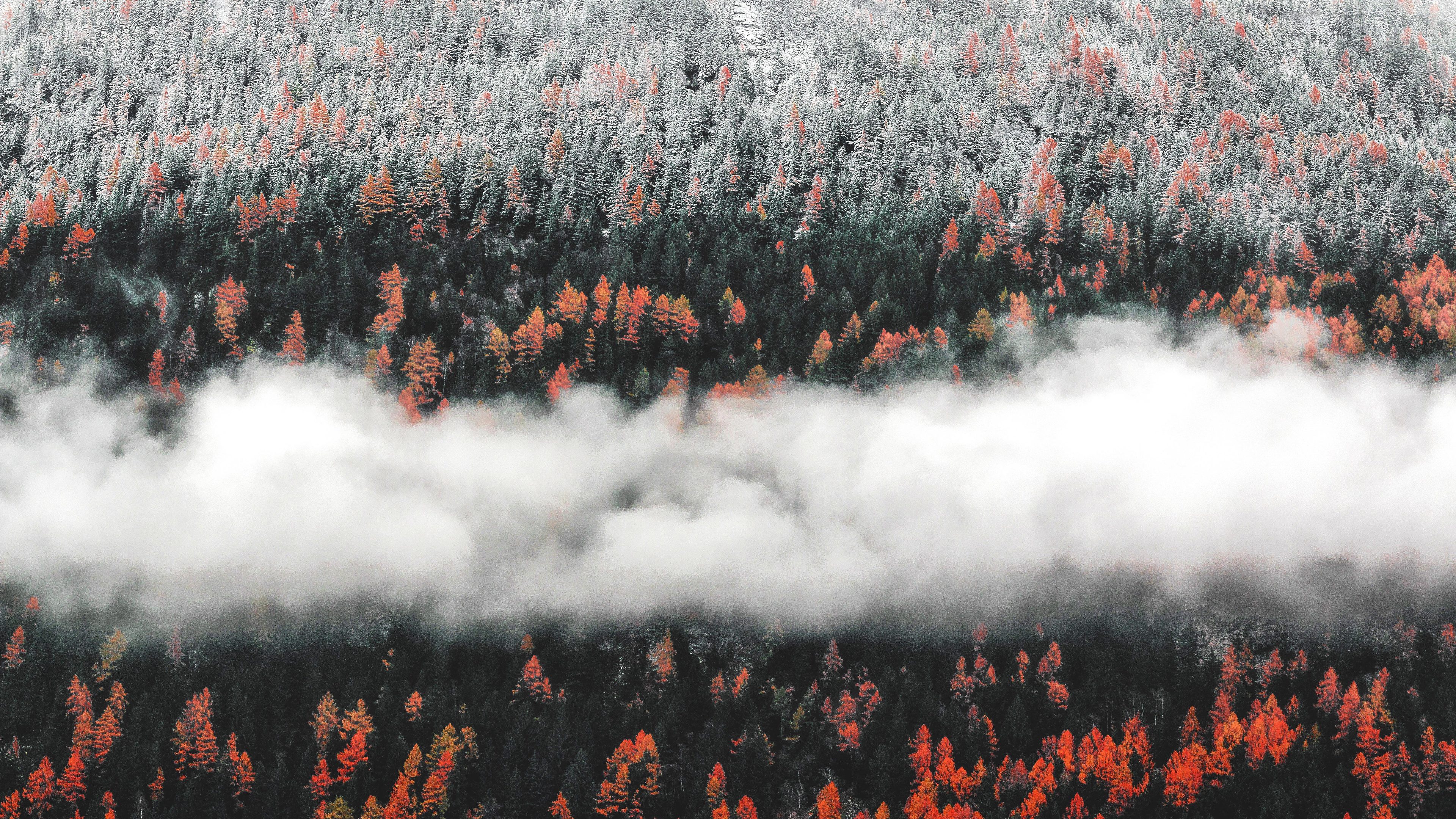Wallpaper 4k Orange Tress Autumn Forest Landscape Mist Scenic Nature 4k Wallpaper