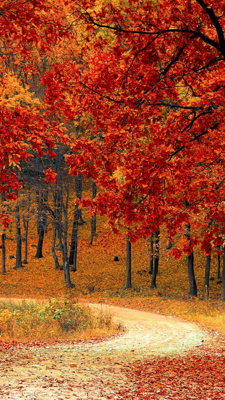 Free download Download Beautiful Autumn Road Trees Free Pure 4K Ultra HD [950x1689] for your Desktop, Mobile & Tablet. Explore Beautiful Autumn Wallpaper. Autumn Background, Autumn Wallpaper, Autumn Wallpaper