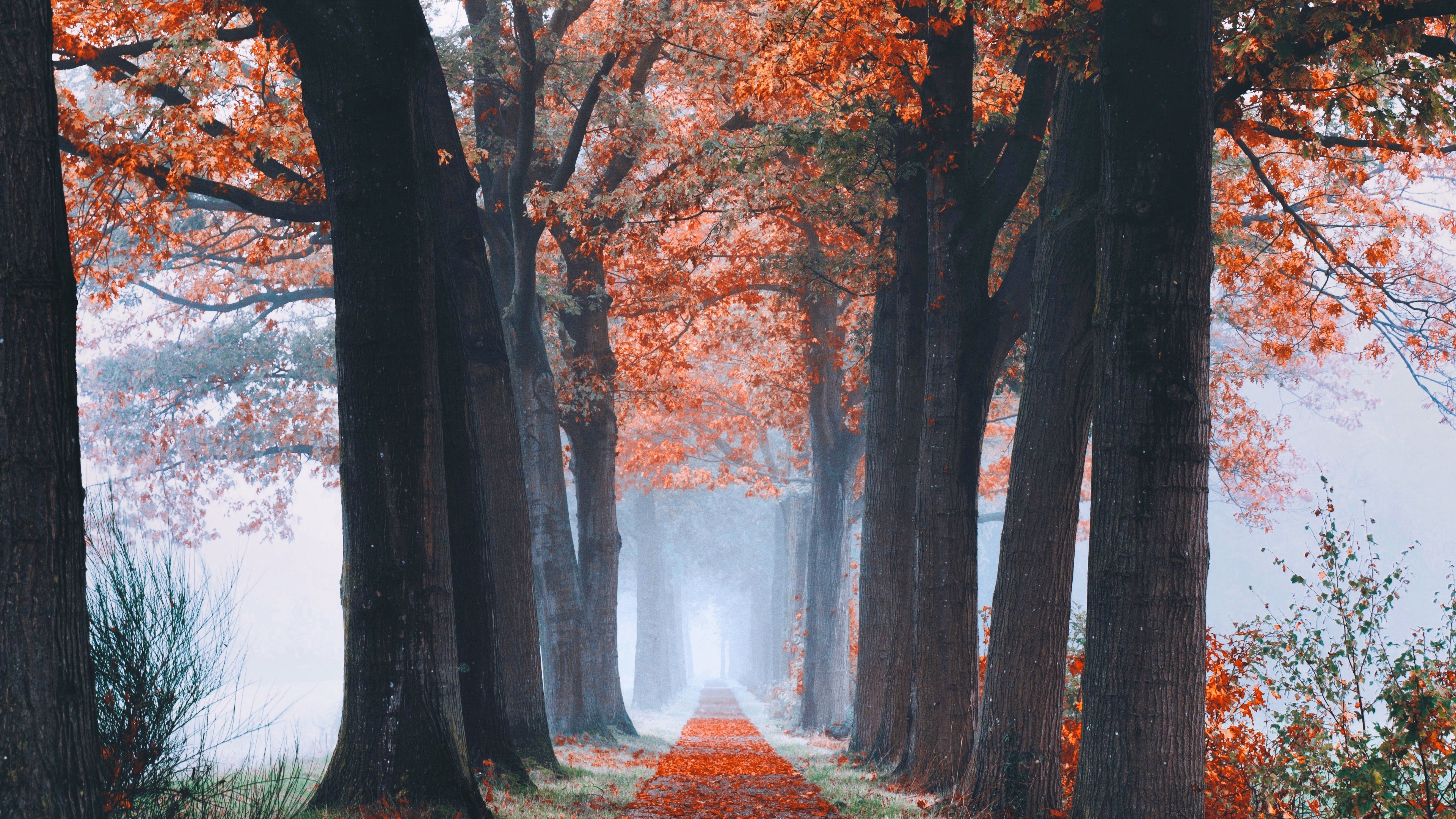 Autumn Wallpaper 4K, Trees, Path, Foggy, Morning, Foliage, Nature