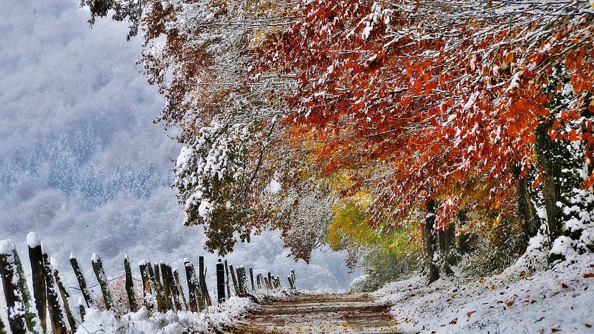 Download Wallpaper autumn snow path france trail november, 1920x Between autumn and winter