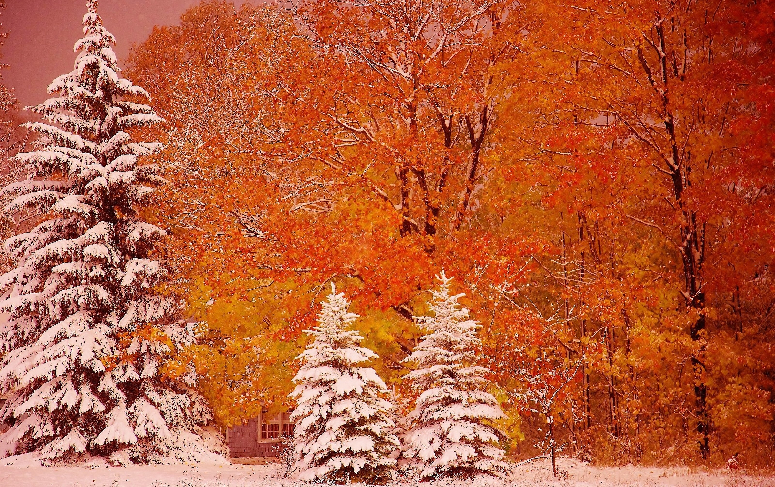 Nature forest trees flowers snow winter autumn wallpaperx2013