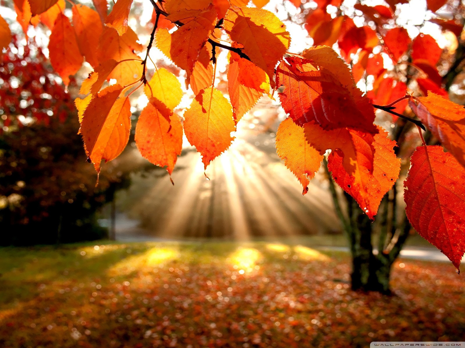 Autumn Landscape Ultra HD Desktop Background Wallpaper for 4K UHD TV, Tablet