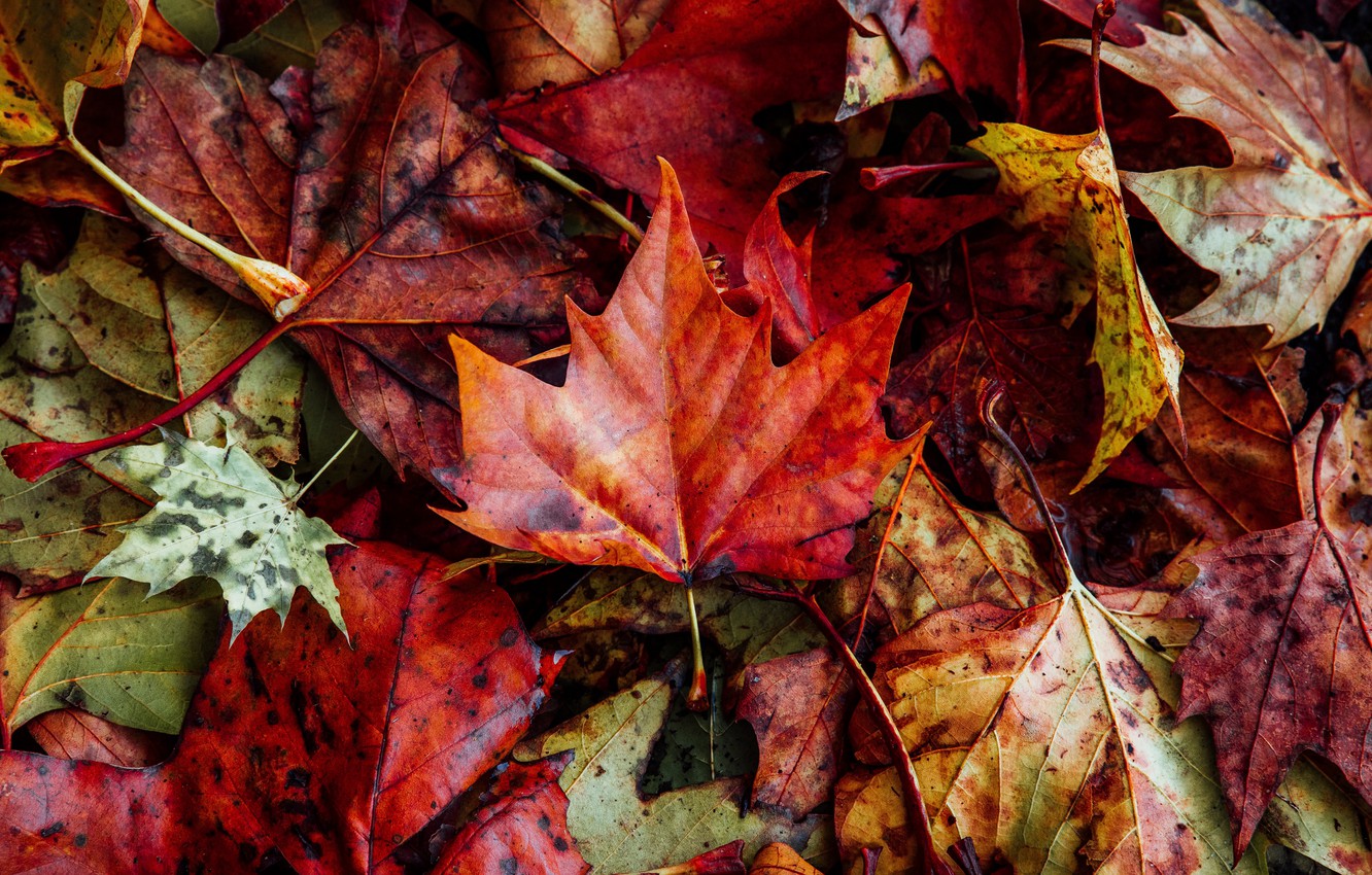 Photo Wallpaper Colorful, Close Up, Nature, Autumn