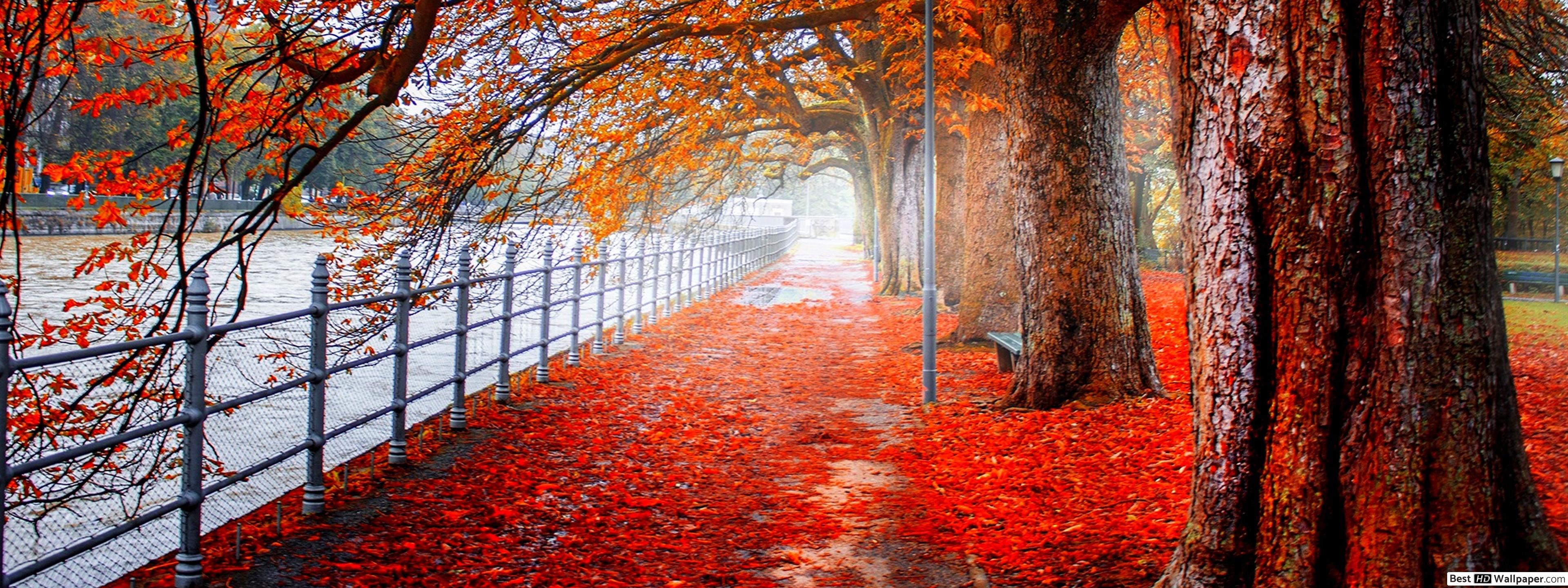 Forest in autumn HD wallpaper download