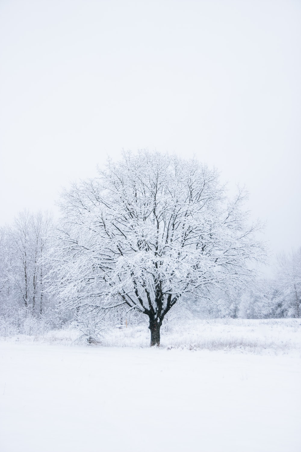 White Snow Tree Wallpapers - Wallpaper Cave