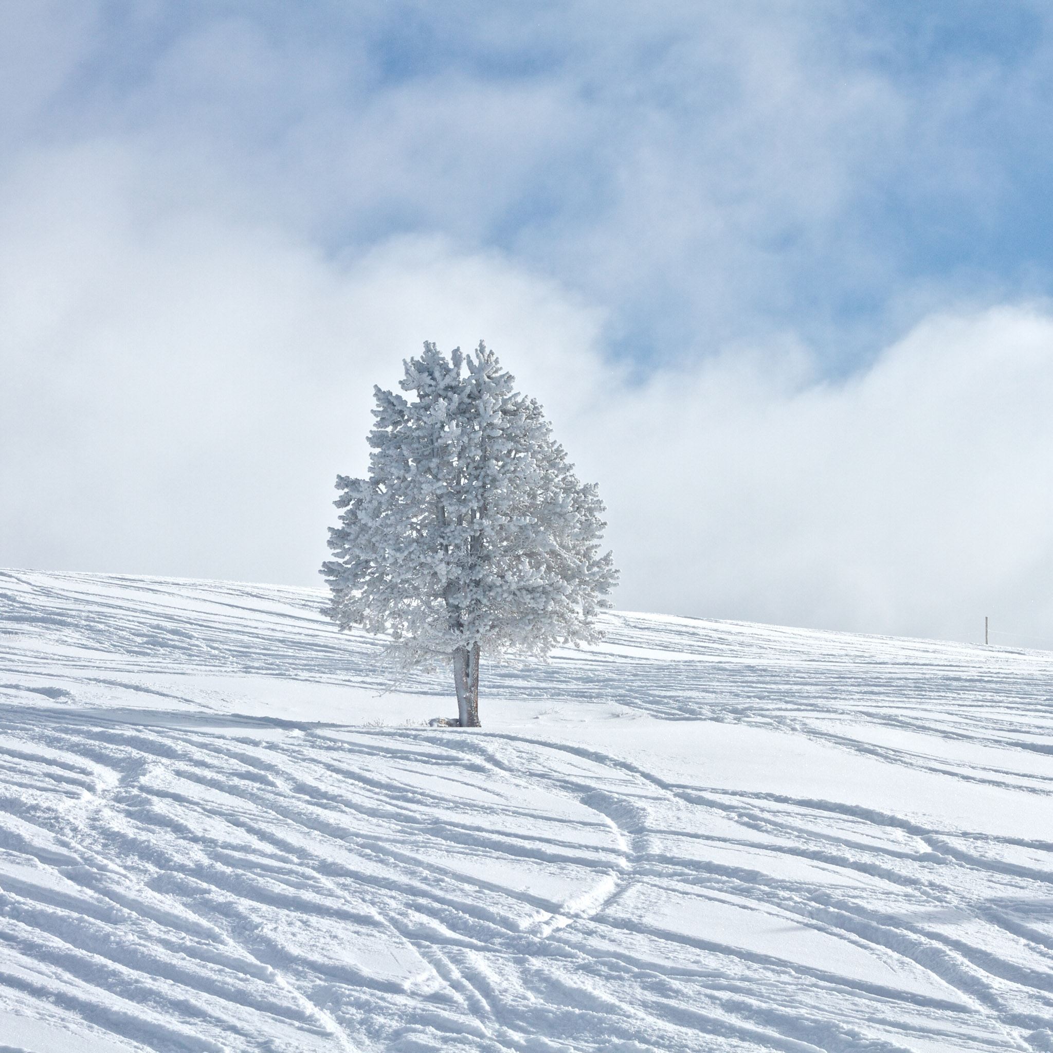 White Tree Snow Wallpapers Wallpaper Cave