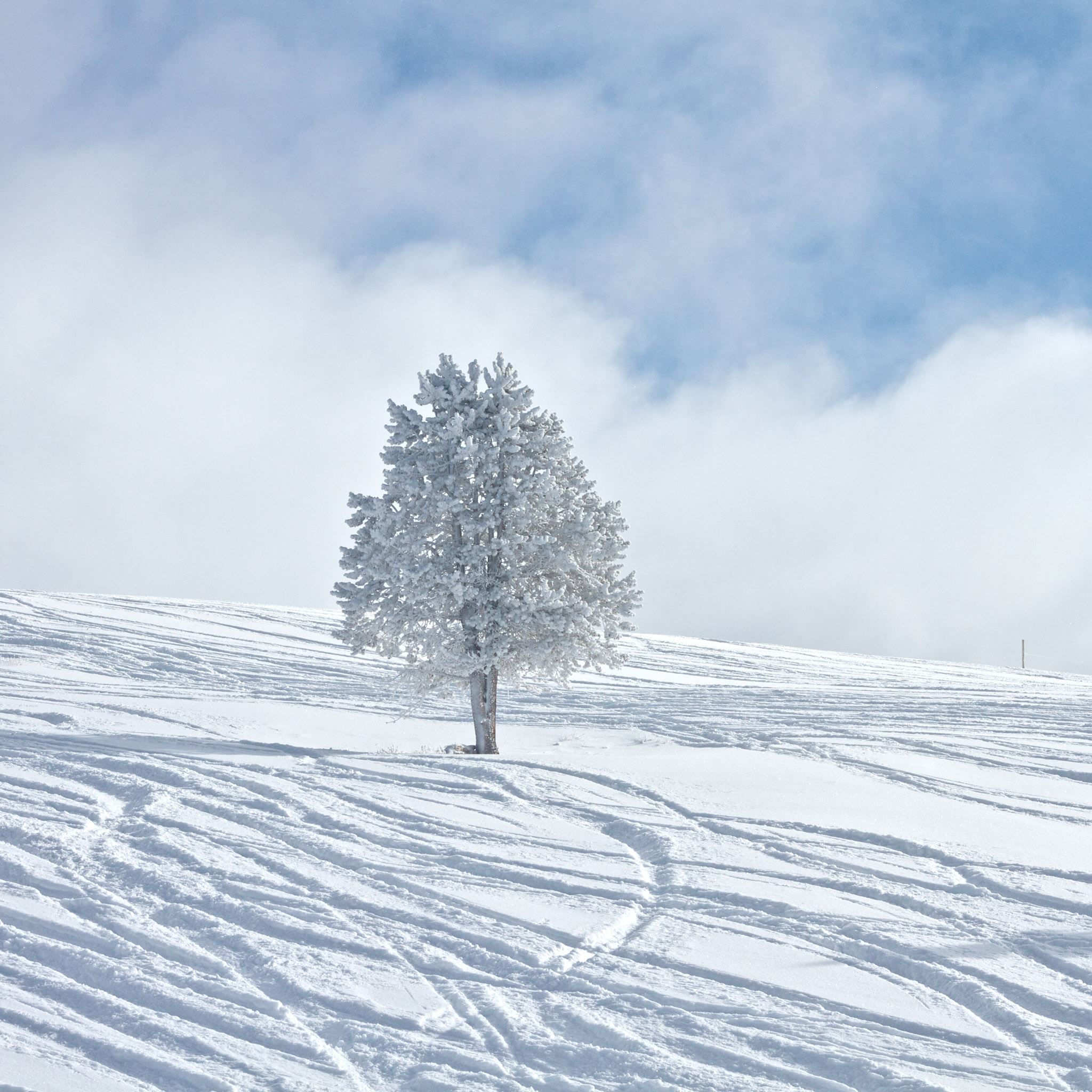 Bright Winter Snowy Tree White Land Field iPad Air Wallpaper Free Download