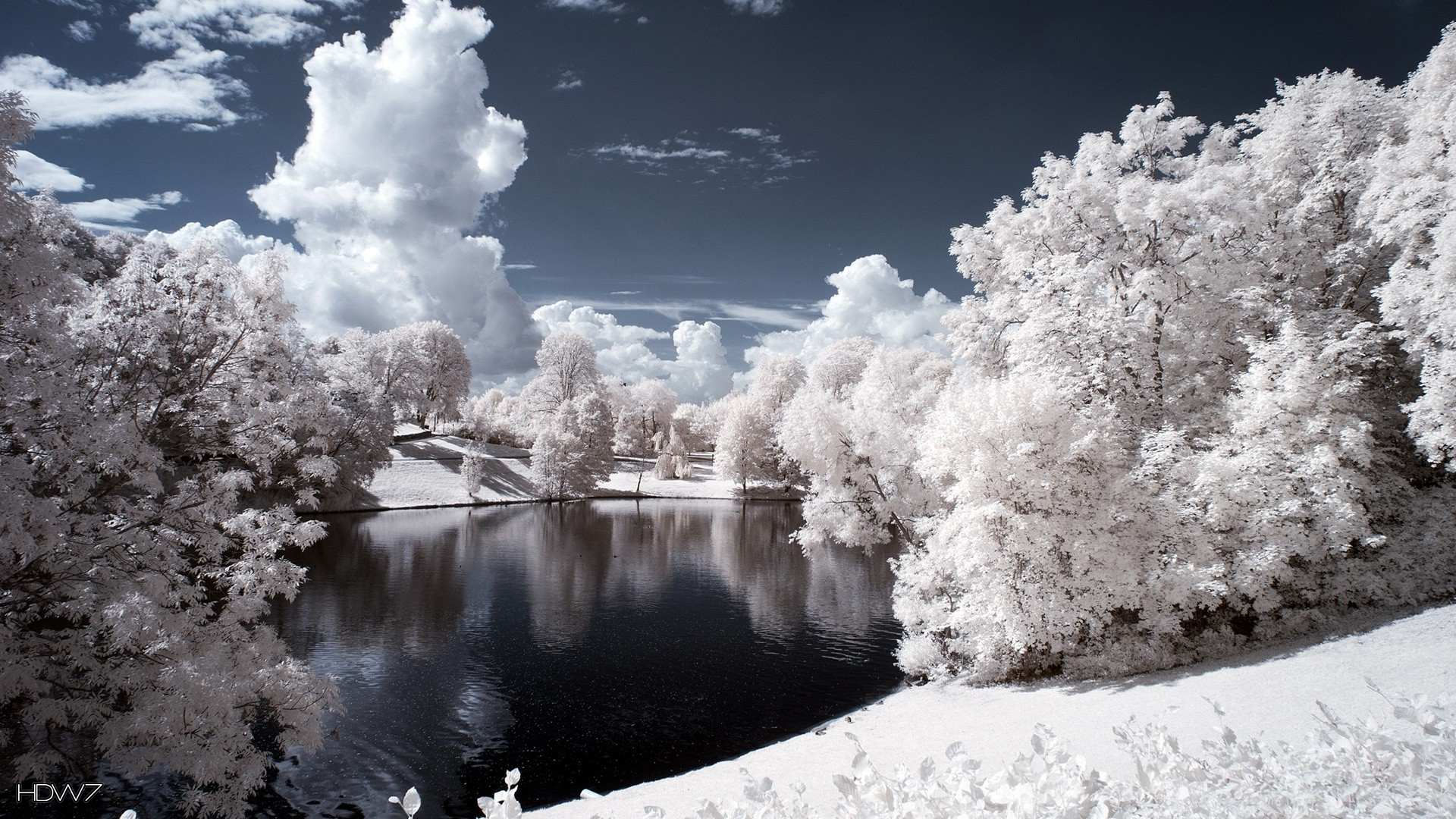 White Tree Snow Wallpapers Wallpaper Cave