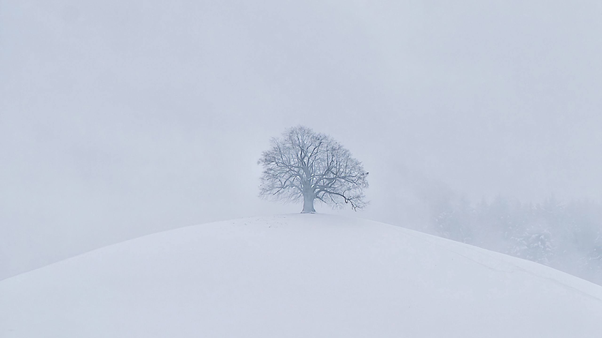 Download wallpaper 2560x1440 hill, tree, snow, winter, white widescreen 16:9 HD background