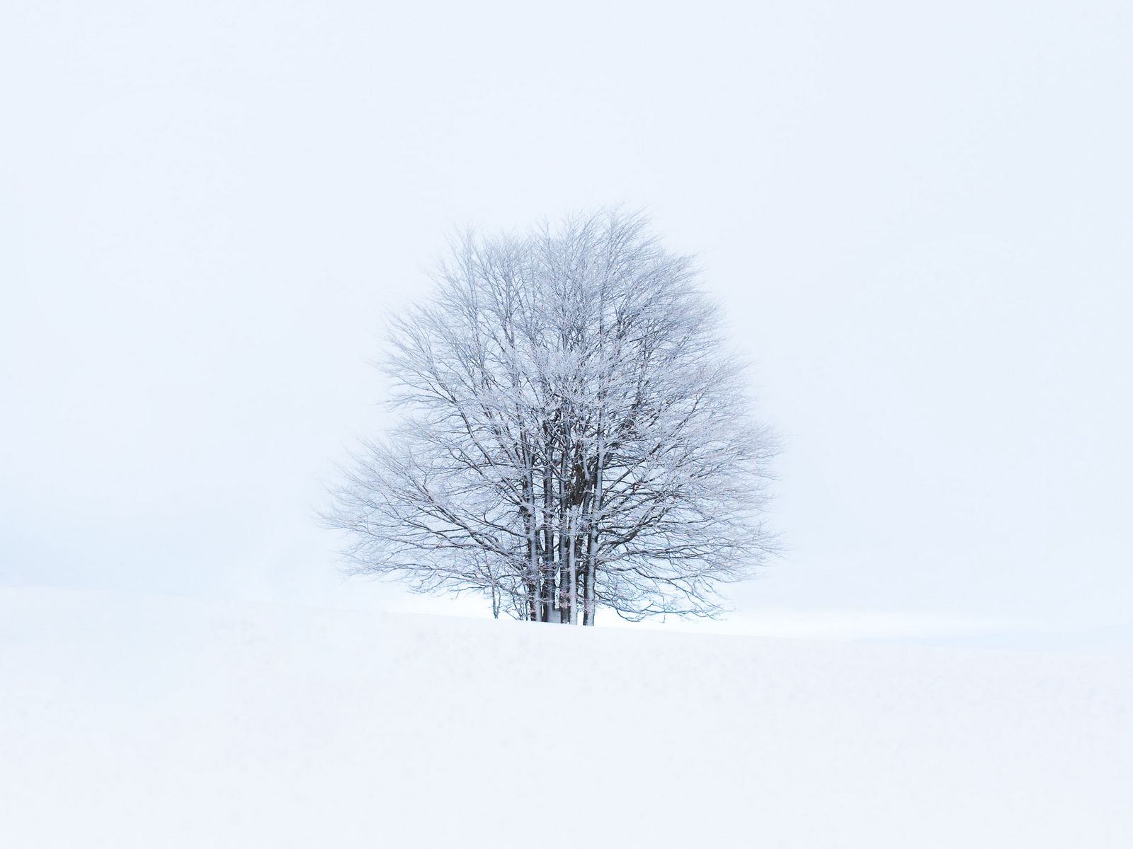 White Tree Snow Wallpapers Wallpaper Cave