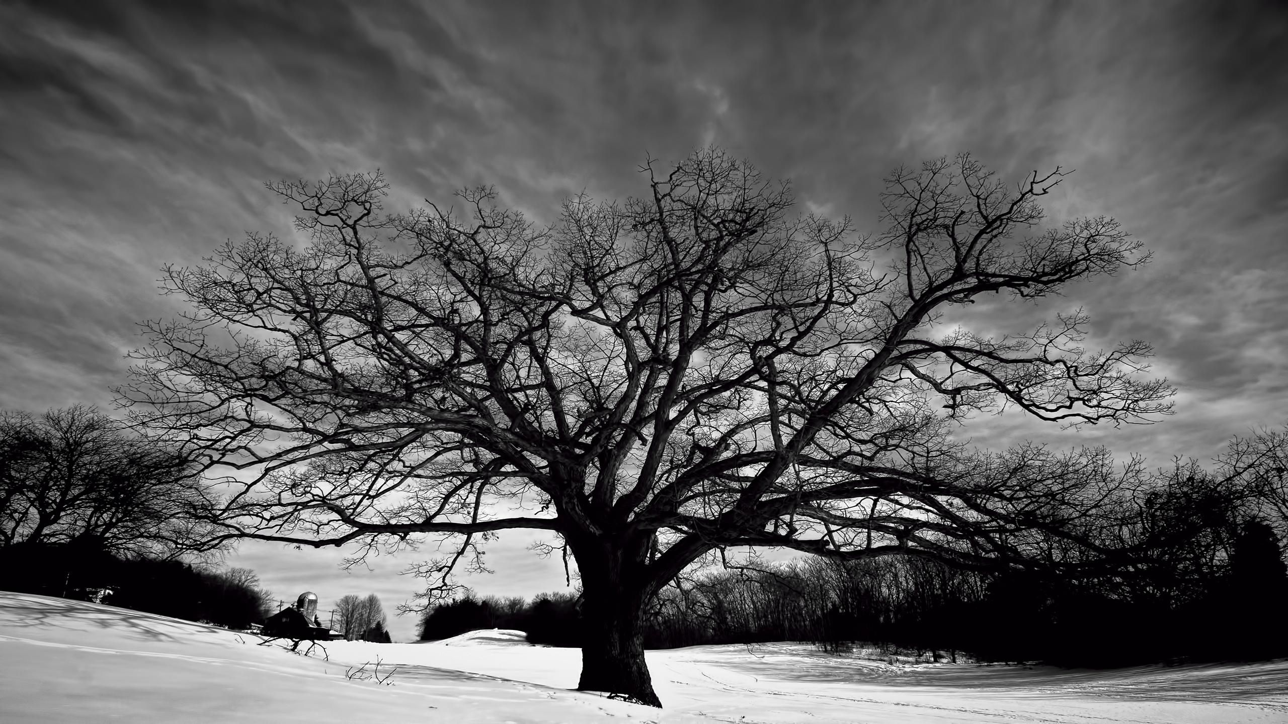 White Snow Tree Wallpapers - Wallpaper Cave