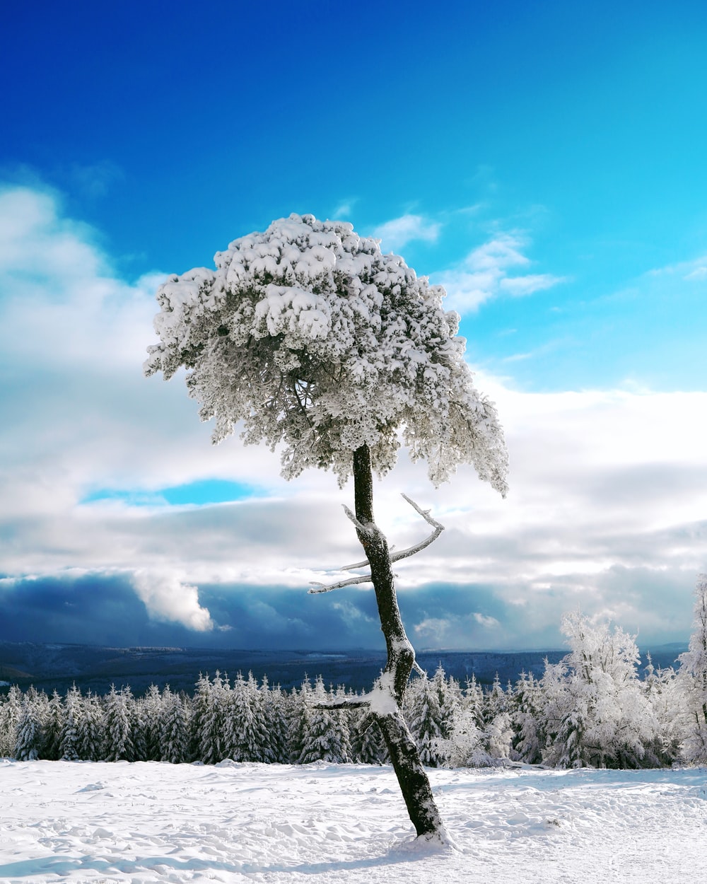 White Tree Snow Wallpapers - Wallpaper Cave