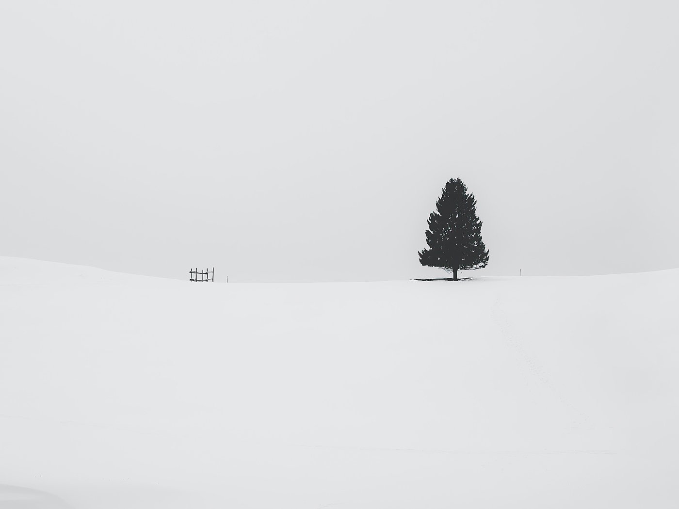 White Tree Snow Wallpapers - Wallpaper Cave