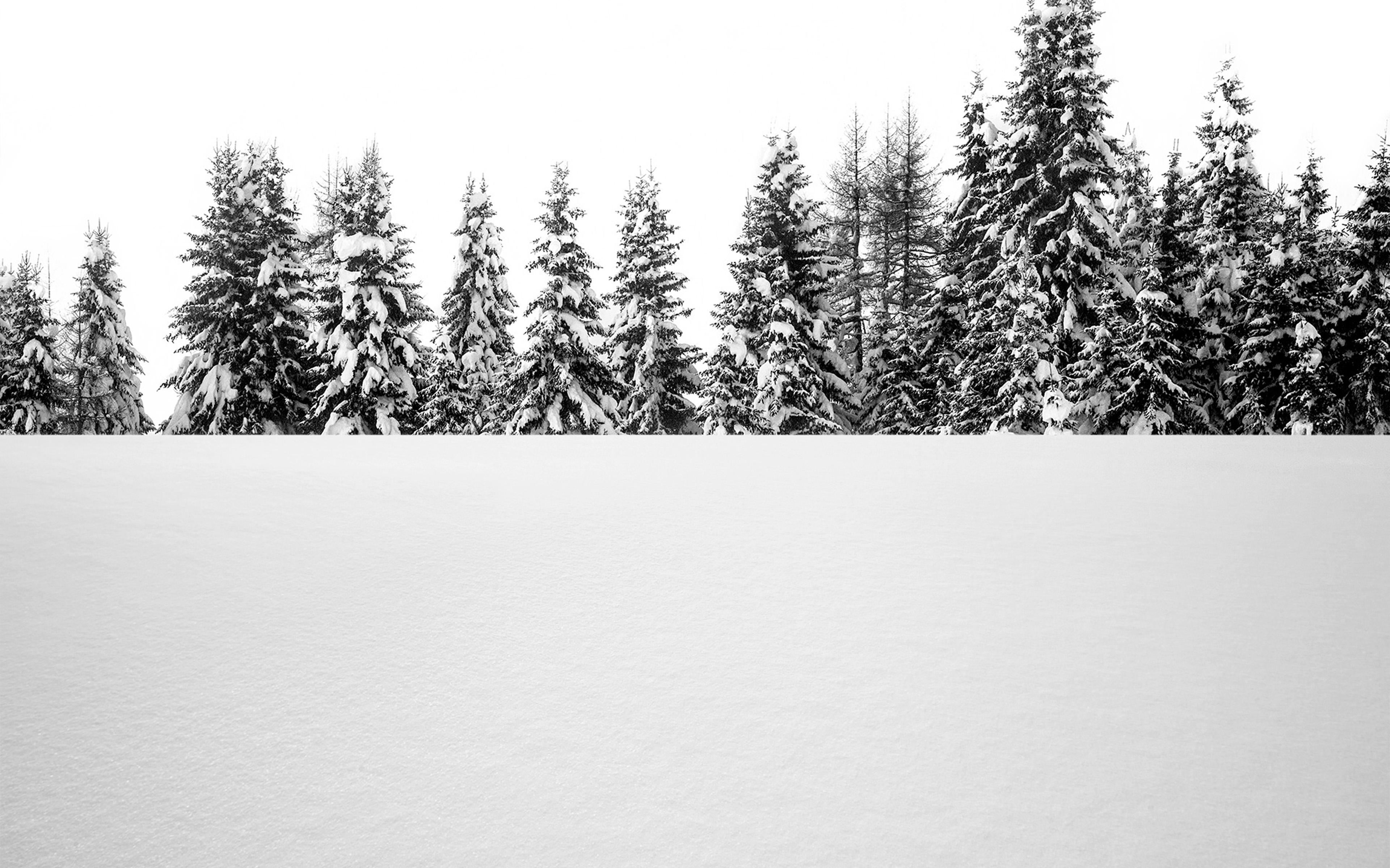Snow Tree Winter White Nature Wallpaper