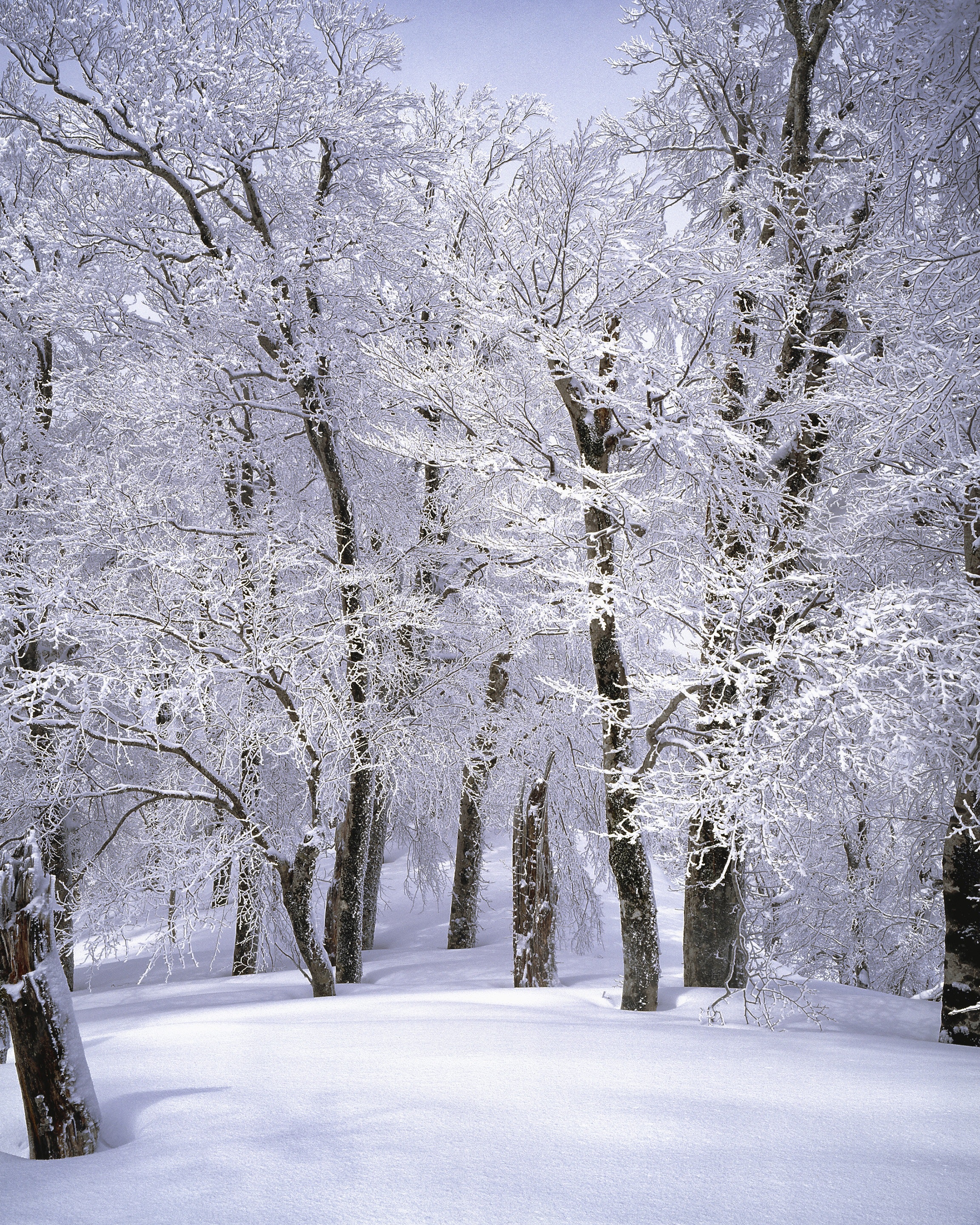 Trees Covered With Snow · Free
