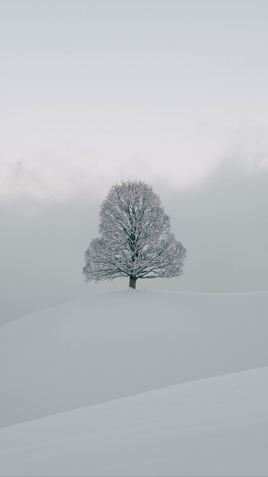 White Tree Snow Wallpapers Wallpaper Cave