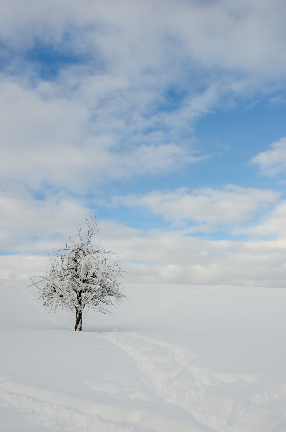 White Tree Snow Wallpapers - Wallpaper Cave